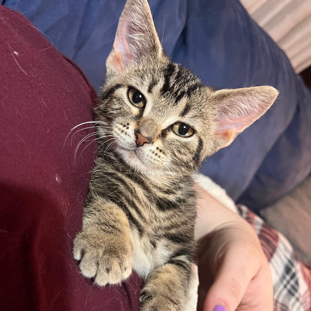 Klondike, a Adoptable Domestic Short Hair in Middleton, WI image 5/5