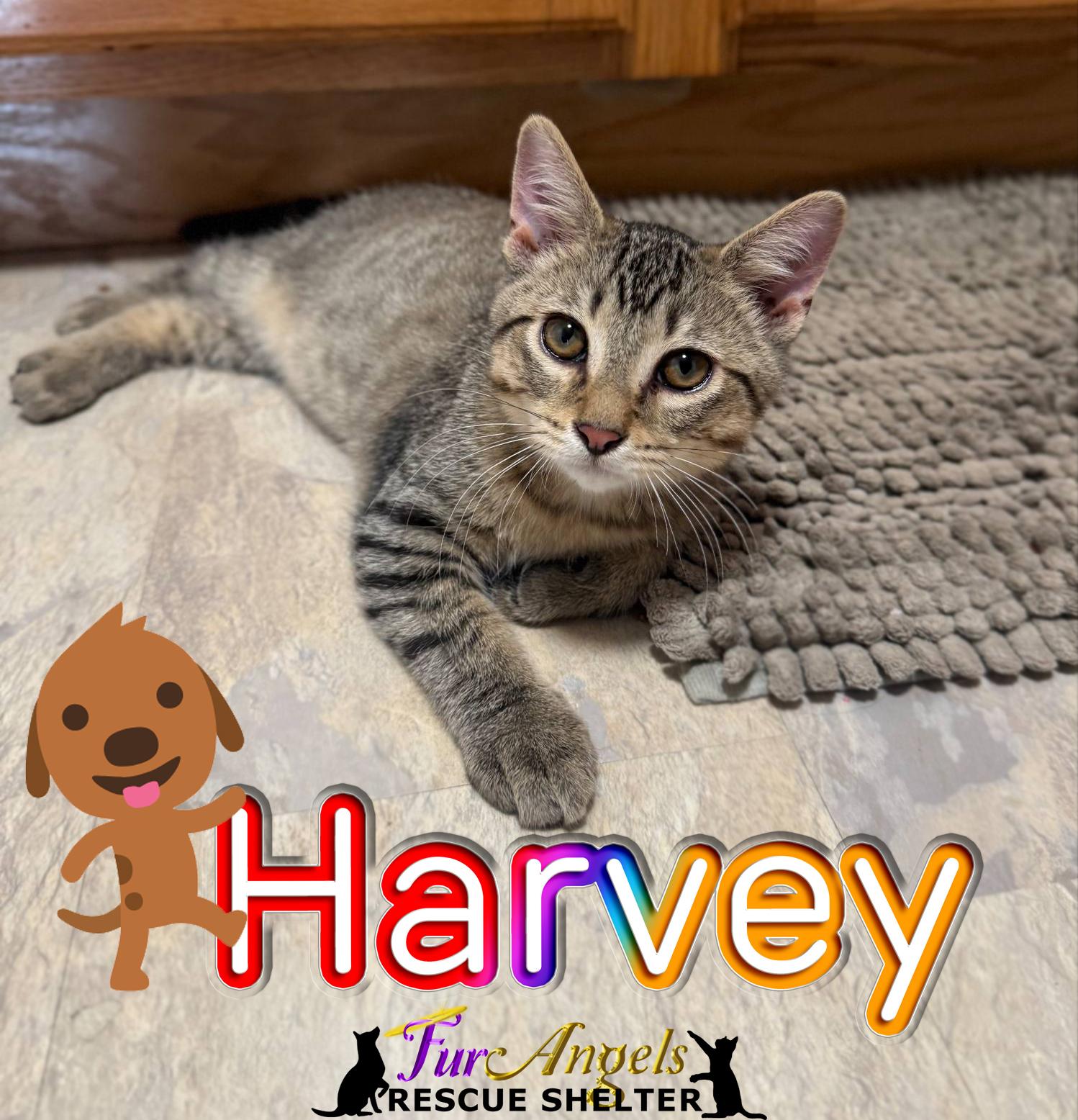 Harvey, Adoptable, Kitten Male Domestic Short Hair.
