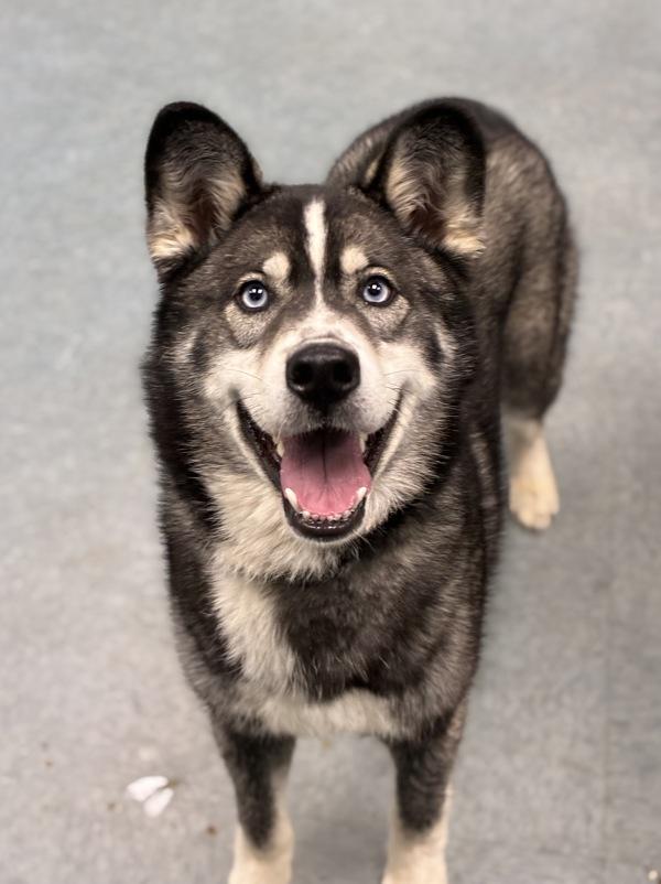 Enlarge Perfecto, a Adoptable mixed breed in Richmond, VA image 1/1