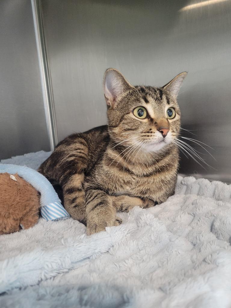 Sidney, Adoptable, Young Female Domestic Short Hair.