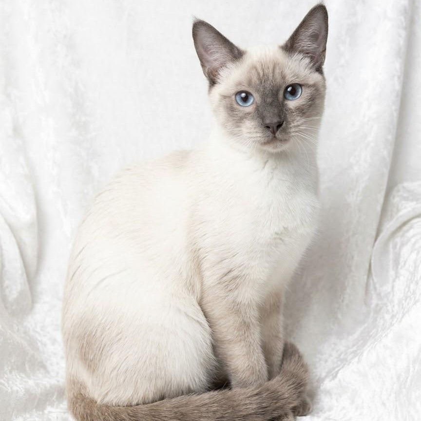 Enlarge Suki and Shiloh, a Adopted Siamese in Boston, MA image 2/5