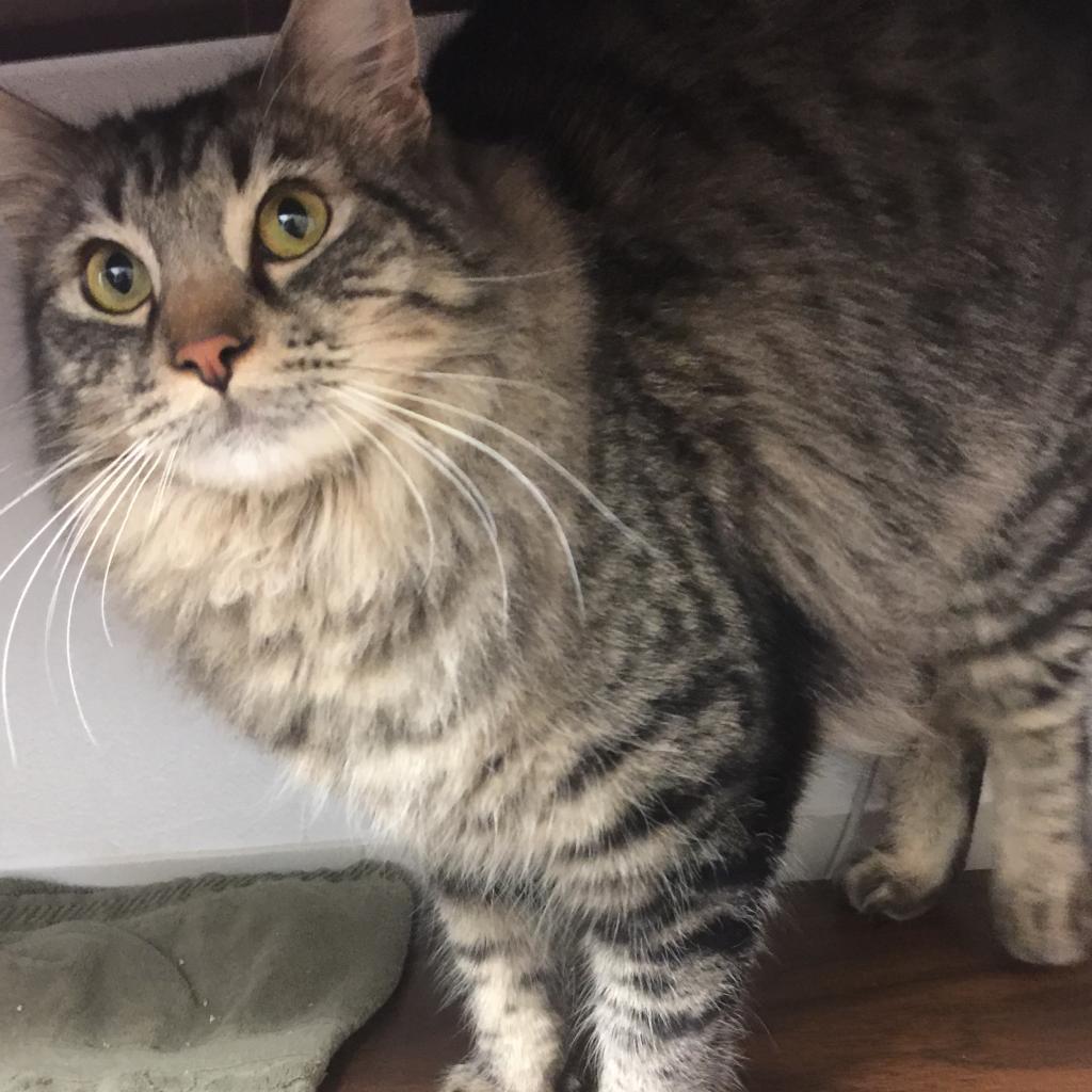 Enlarge Woody, a Adoptable Domestic Long Hair in Pleasant Hill, CA image 1/6