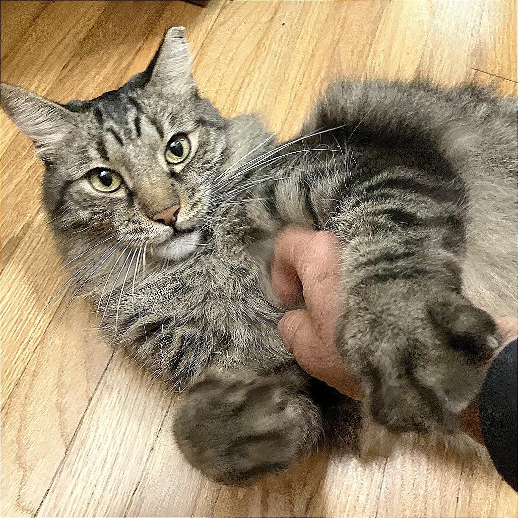 Enlarge Woody, a Adoptable Domestic Long Hair in Pleasant Hill, CA image 3/6