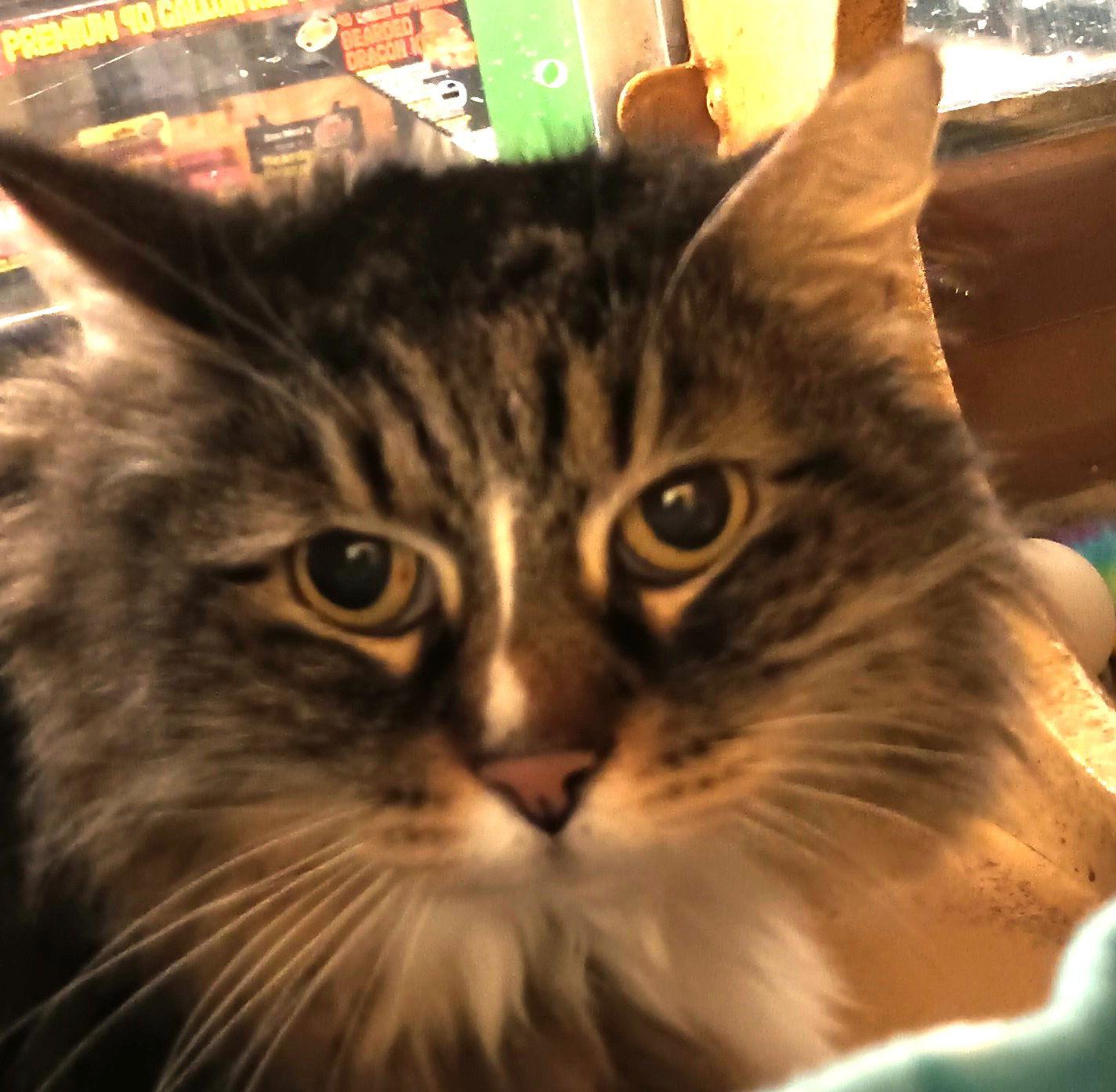 Penelope — thumbnail 2