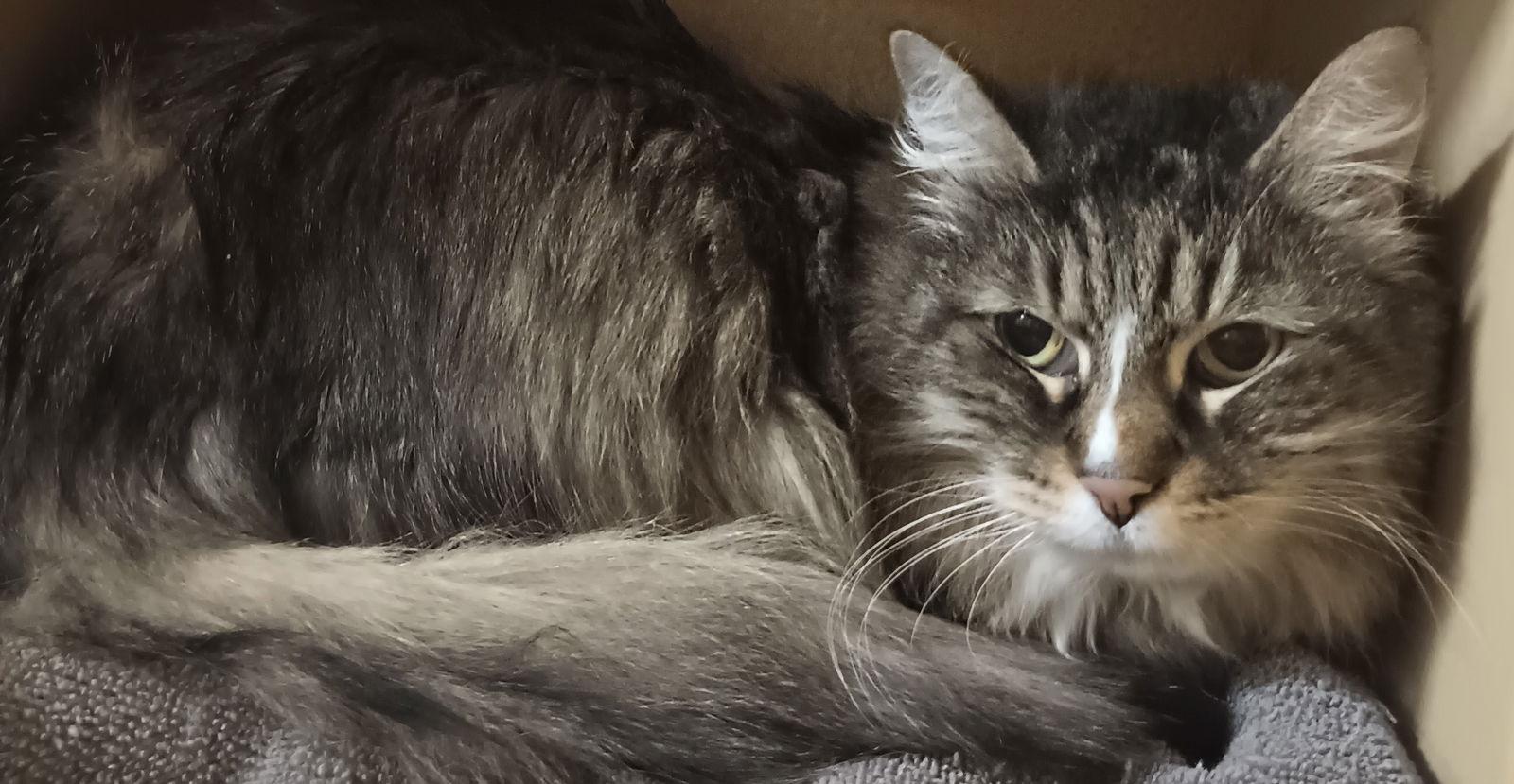 Penelope — thumbnail 3