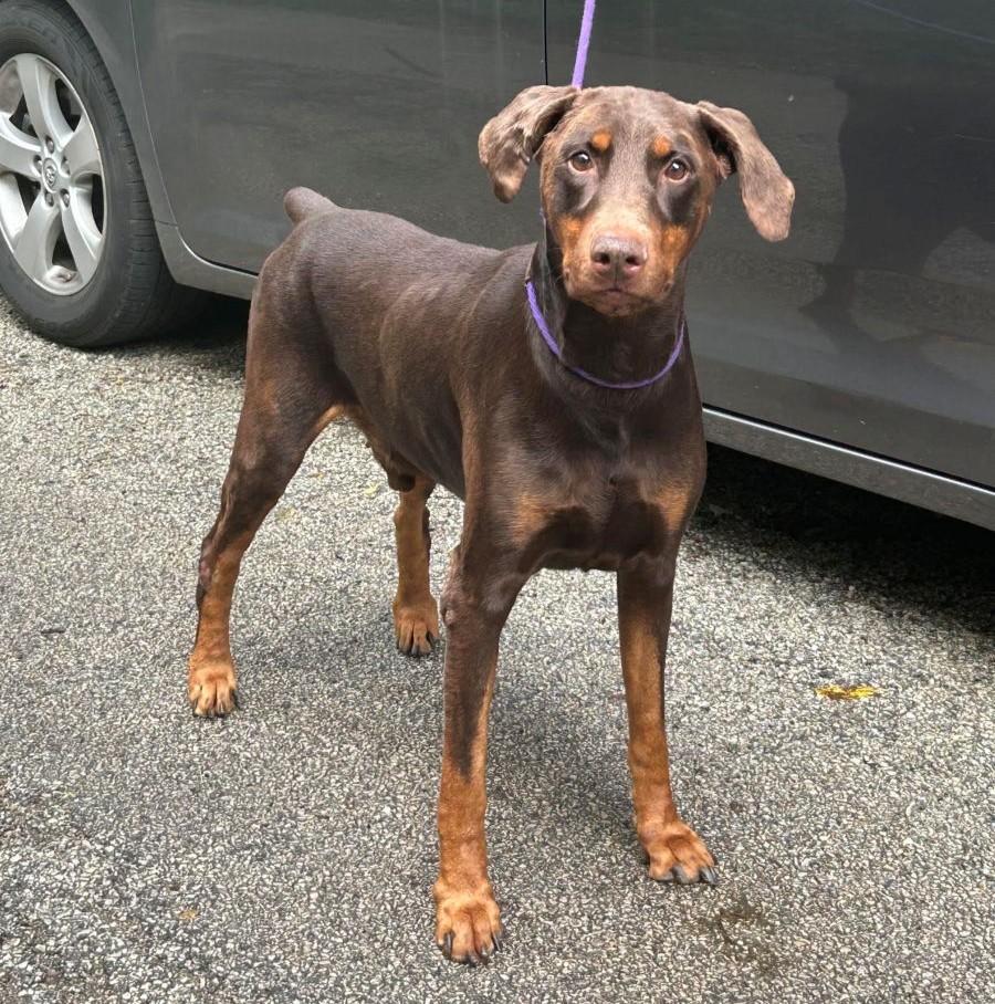 Enlarge Paw Paw, a Adoptable Doberman Pinscher in Barrington, IL image 2/3