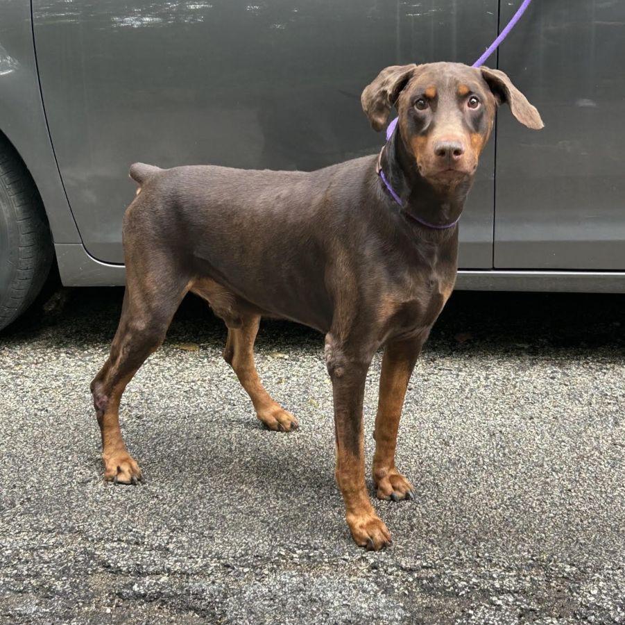 Paw Paw, Adoptable, Adult Male Doberman Pinscher.