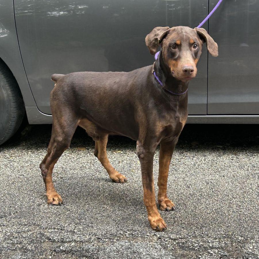 Enlarge Paw Paw, a Adoptable Doberman Pinscher in Barrington, IL image 3/3