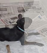 Enlarge Koda, an adopted Mixed Breed in Potsdam, NY image 1/1