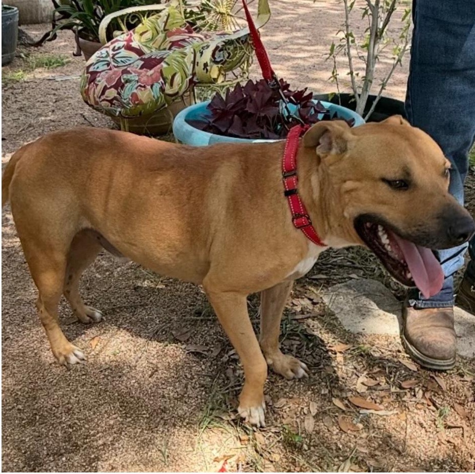 Buddy, a Adoptable mixed breed in Central Islip, NY image 4/6