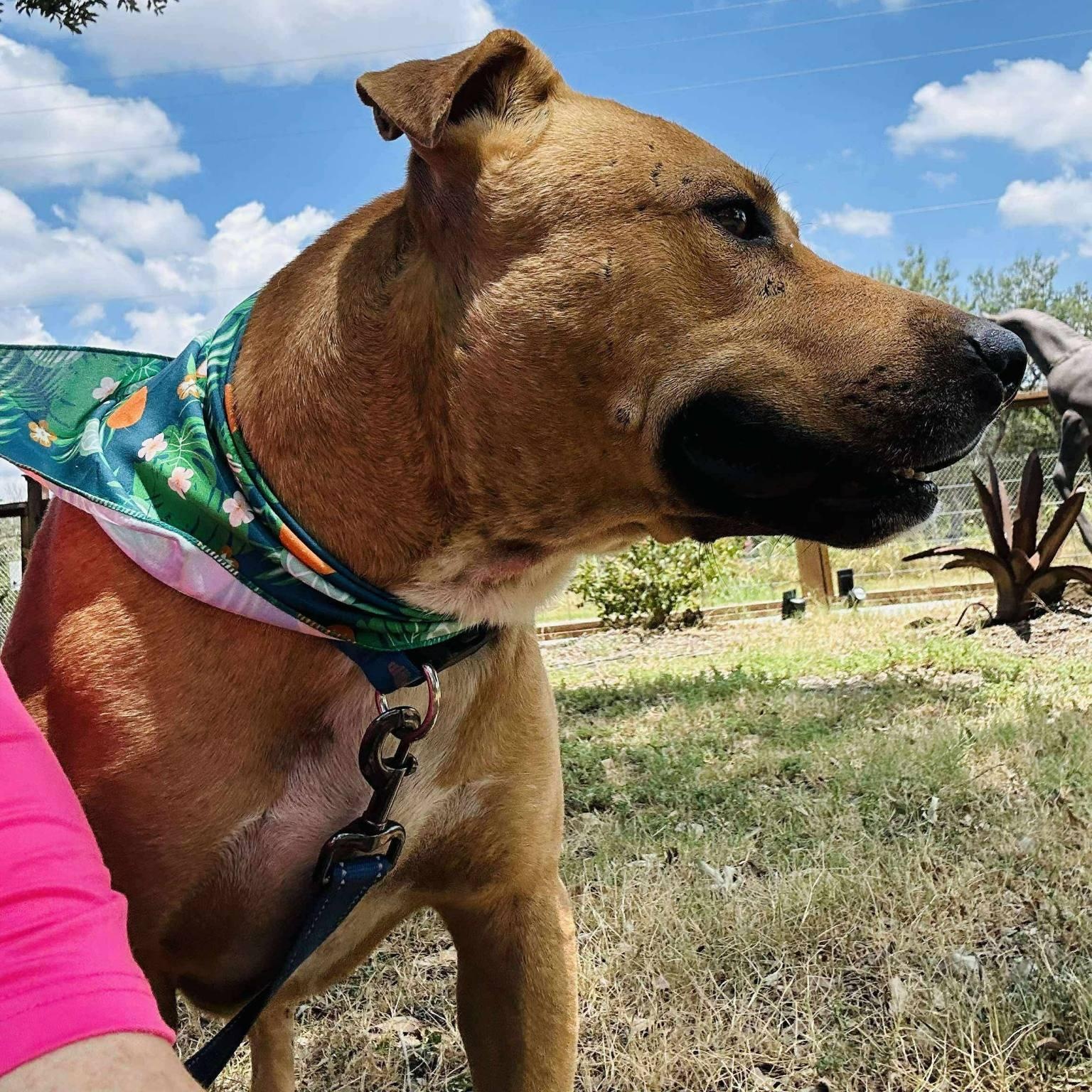 Buddy, a Adoptable mixed breed in Central Islip, NY image 3/6