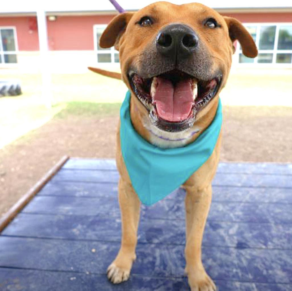 Buddy, a Adoptable mixed breed in Central Islip, NY image 1/6