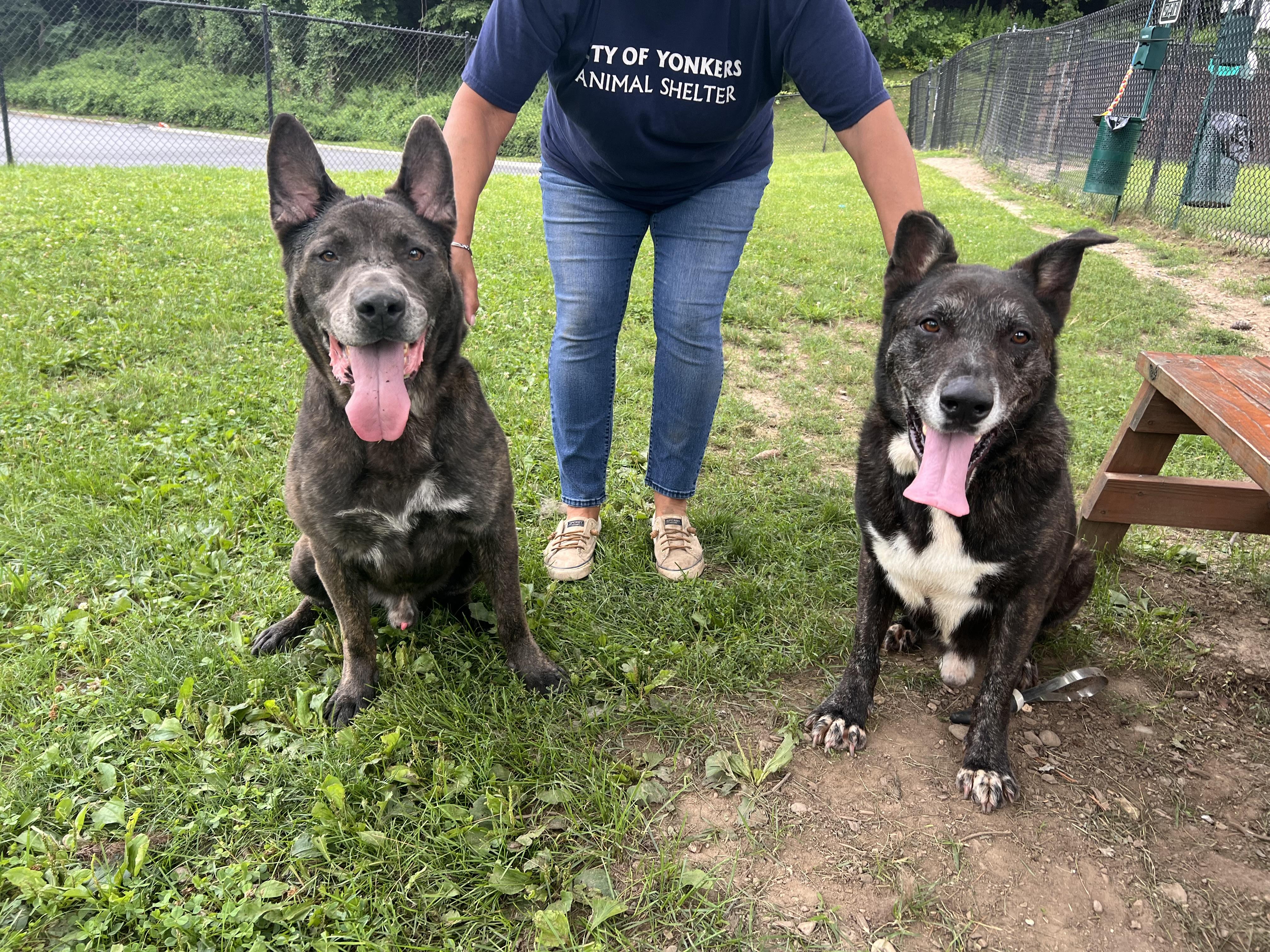 Rambo and Rocky, a Adoptable mixed breed in Yonkers, NY image 3/6