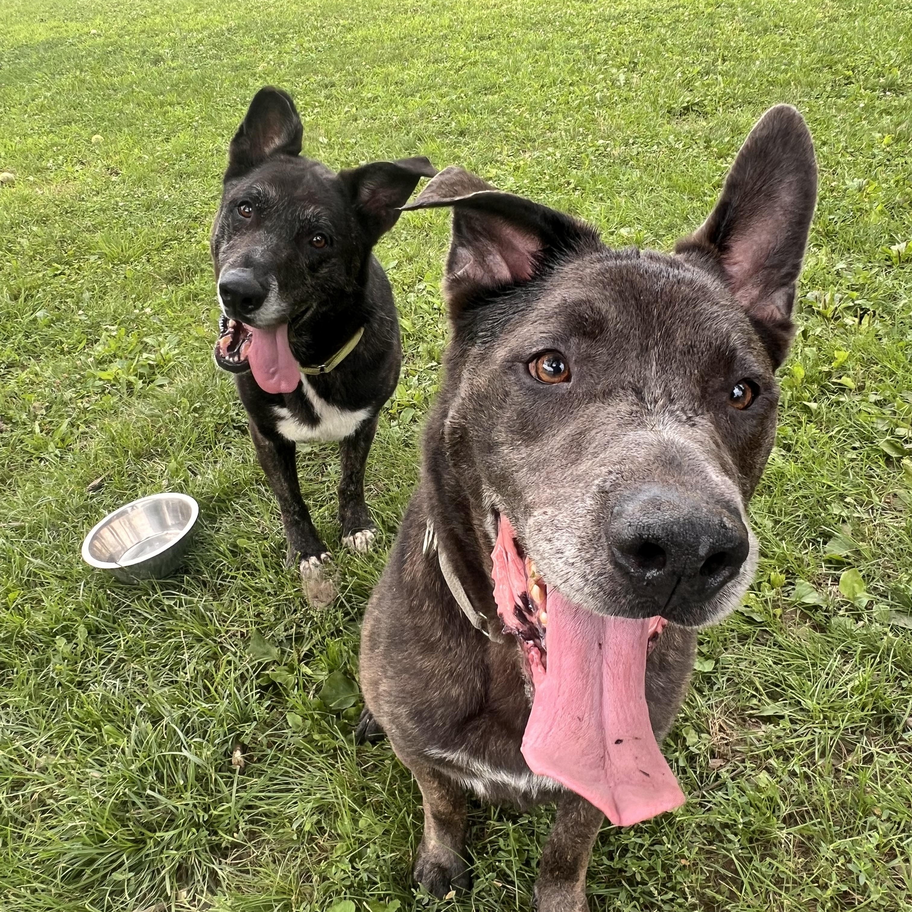 Rambo and Rocky, a Adoptable mixed breed in Yonkers, NY image 2/6
