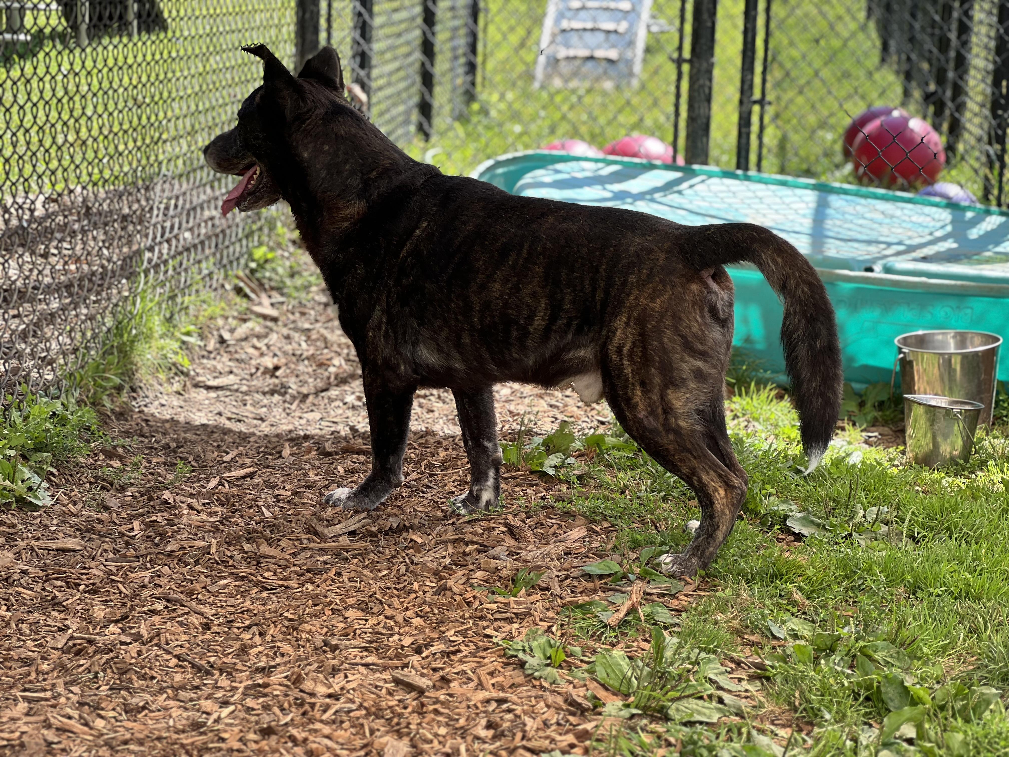 Rambo and Rocky, a Adoptable mixed breed in Yonkers, NY image 2/6