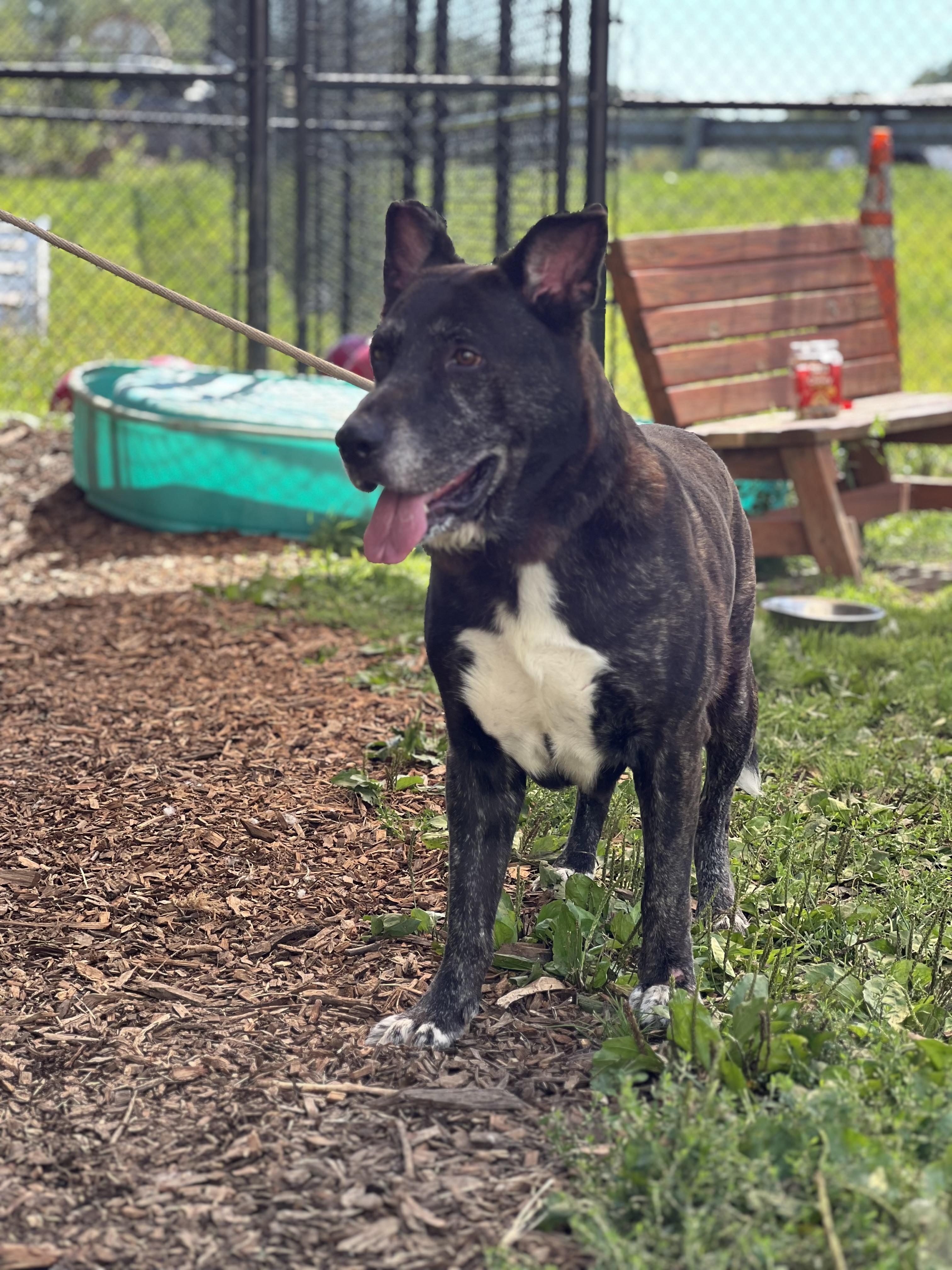 Rambo and Rocky, a Adoptable mixed breed in Yonkers, NY image 3/6