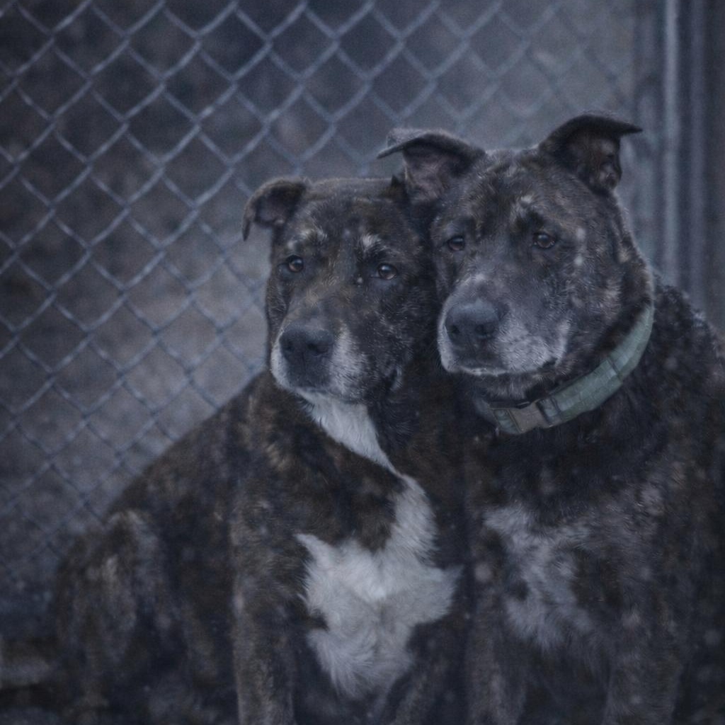 Rambo and Rocky, Adoptable, Adult Male German Shepherd Dog & Belgian Shepherd / Laekenois.
