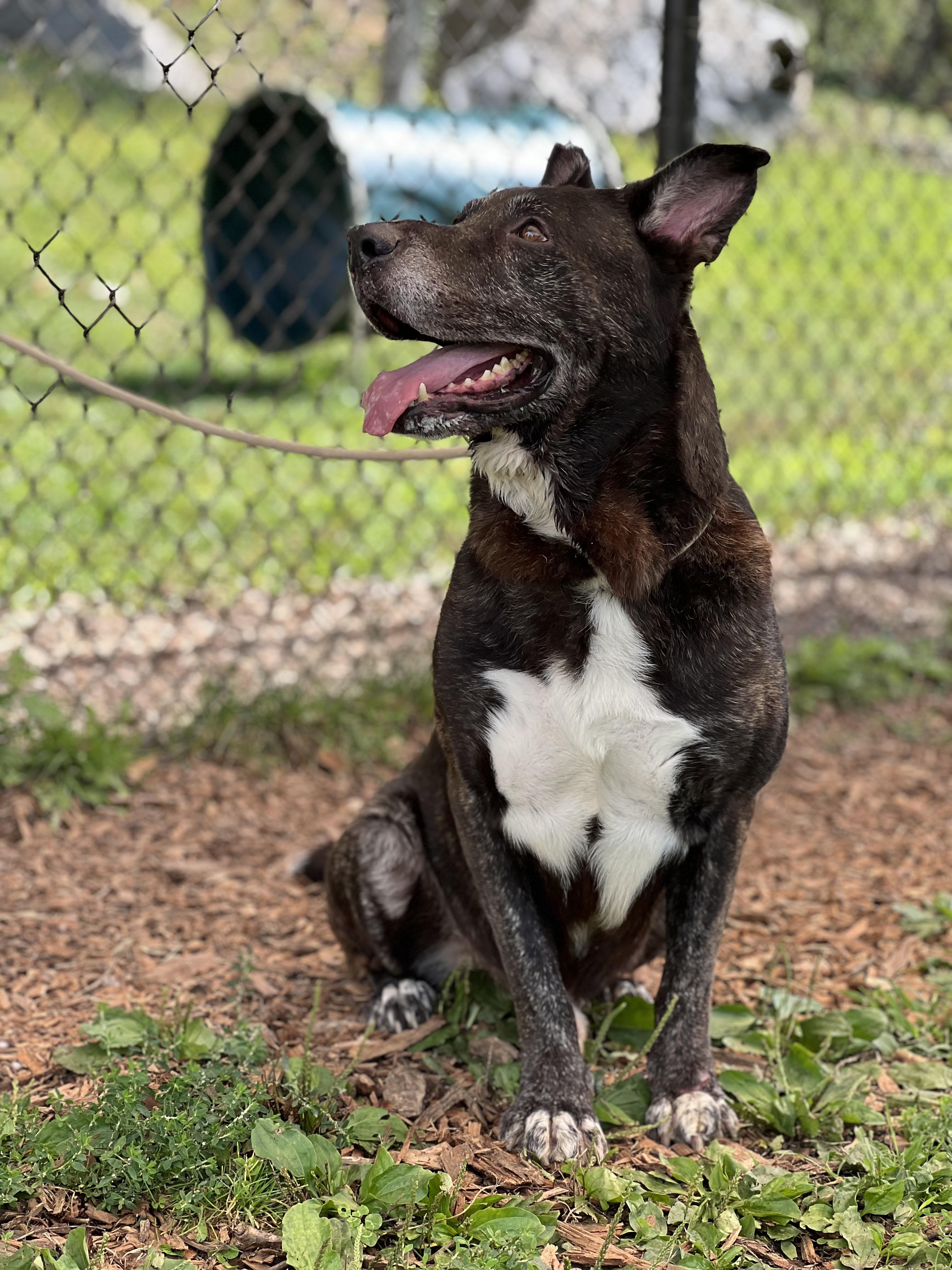 Rambo and Rocky, a Adoptable mixed breed in Yonkers, NY image 4/6