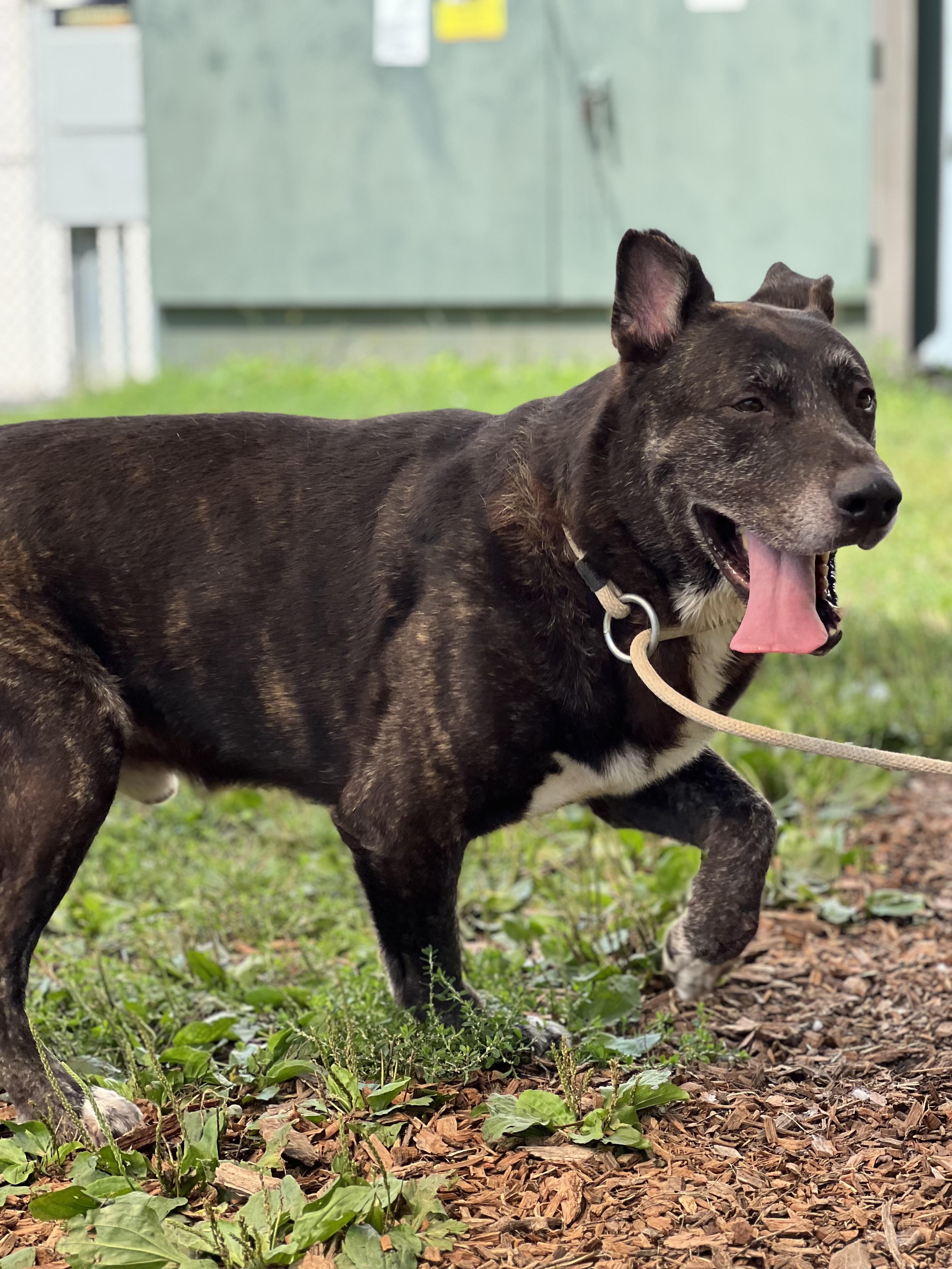 Rambo and Rocky, a Adoptable mixed breed in Yonkers, NY image 5/6