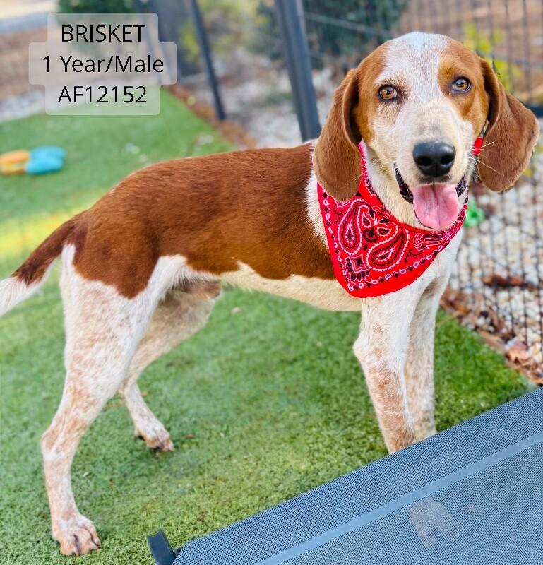 Brisket, a Adoptable mixed breed in Supply, NC image 1/2