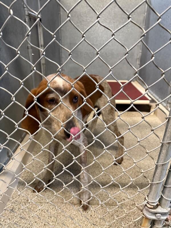 Brisket, a Adoptable mixed breed in Supply, NC image 2/2