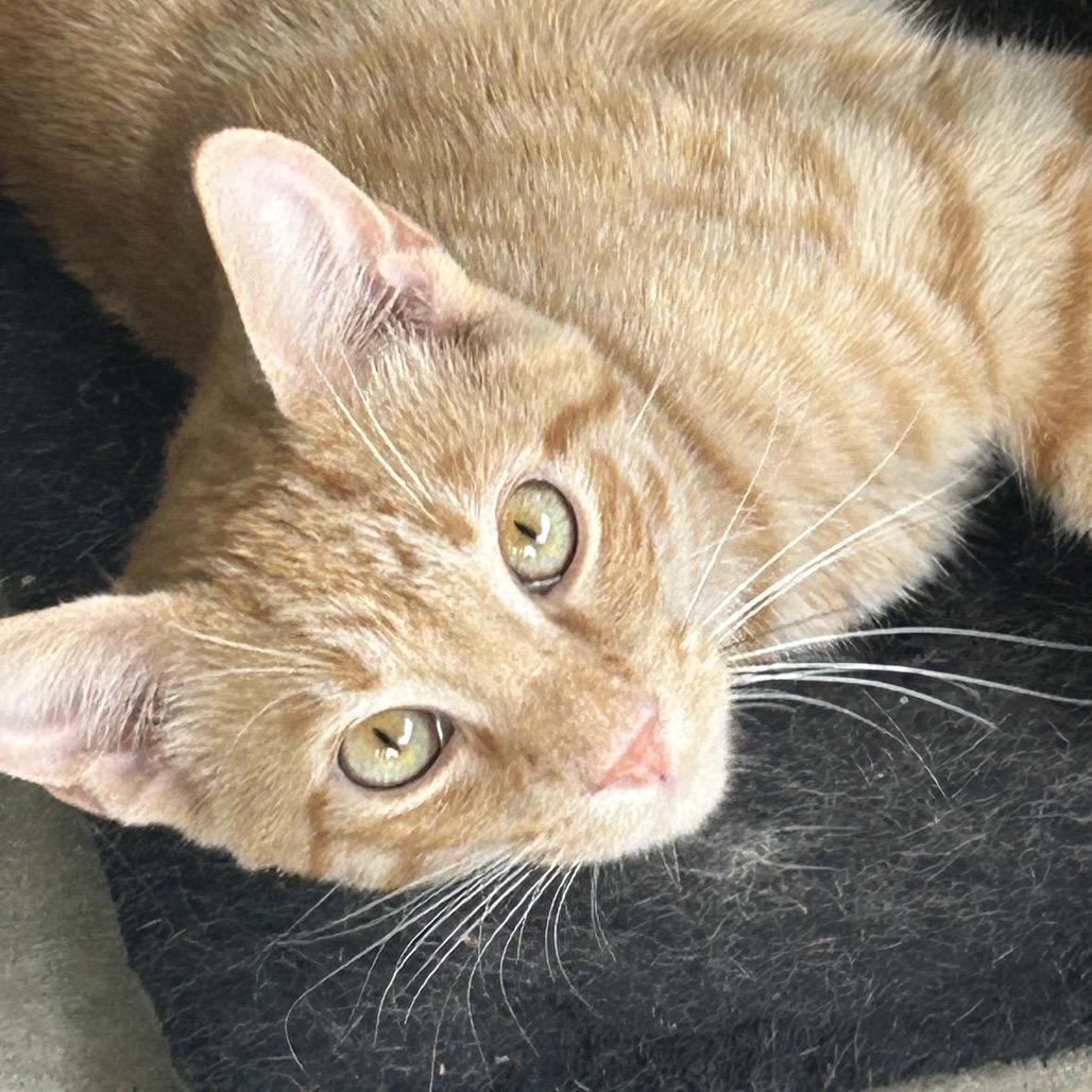 Enlarge Ringo, a Adoptable Domestic Short Hair in Monroe, LA image 1/2