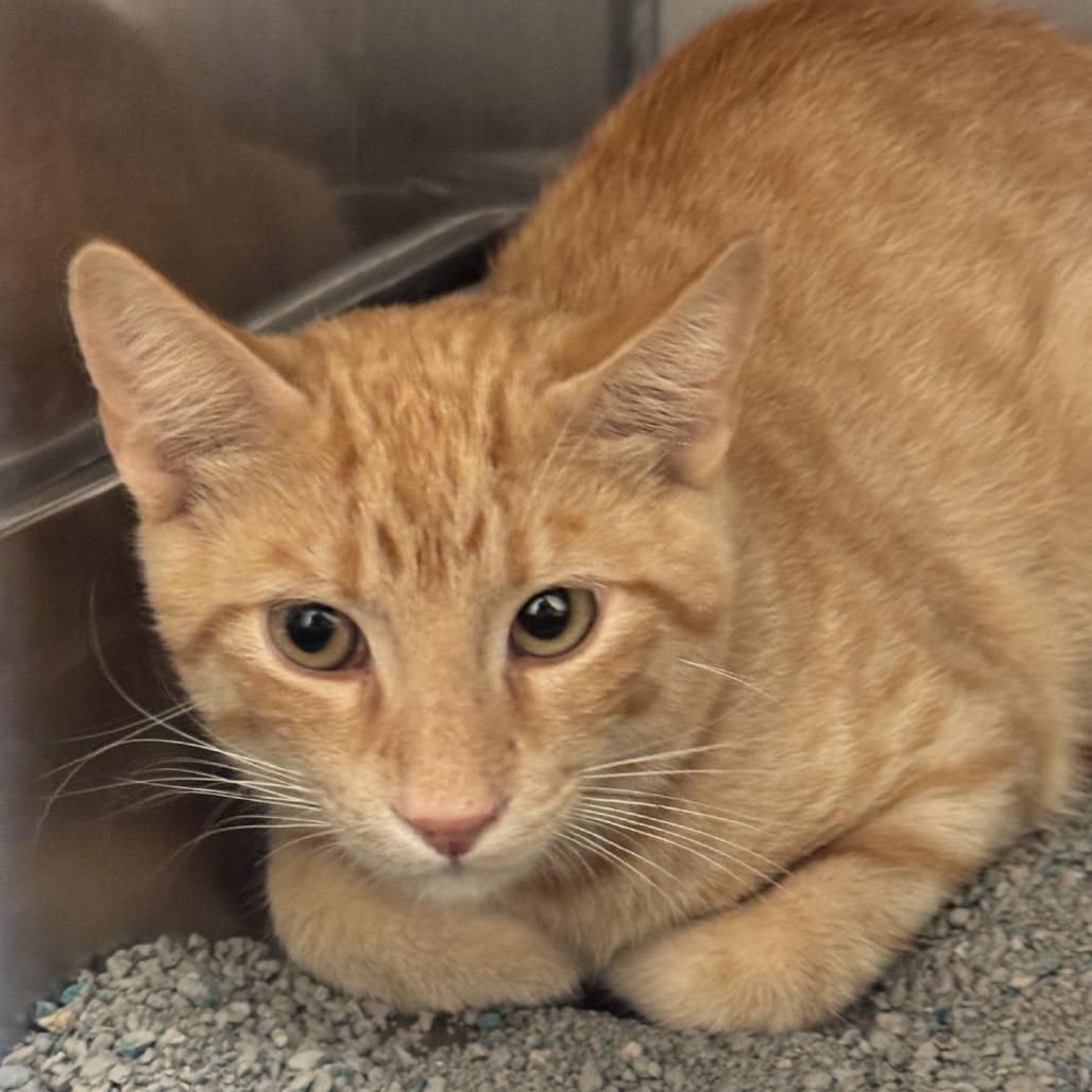 Enlarge Ringo, a Adoptable Domestic Short Hair in Monroe, LA image 2/2