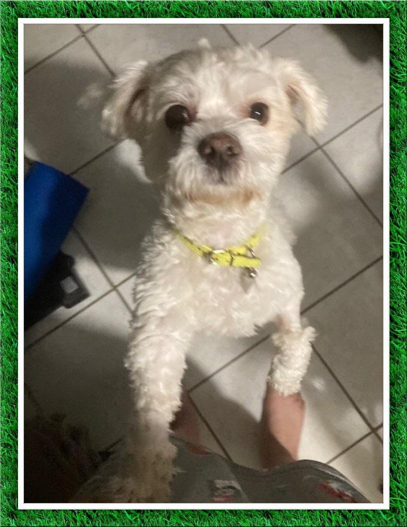 Elf - CTX, ADOPTABLE, Adult Male Bichon Frise.