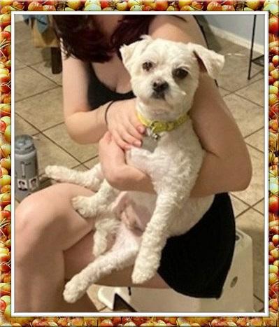 Enlarge Elf - CTX, a ADOPTABLE Bichon Frise in Round Rock, TX image 4/4