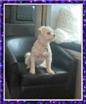 Elf - CTX, ADOPTABLE, Adult Male Bichon Frise.