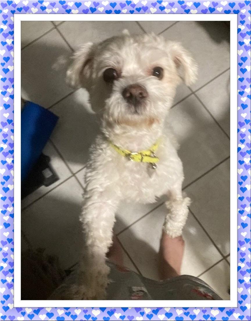 Enlarge Elf - CTX, a ADOPTABLE Bichon Frise in Tulsa, OK image 1/1