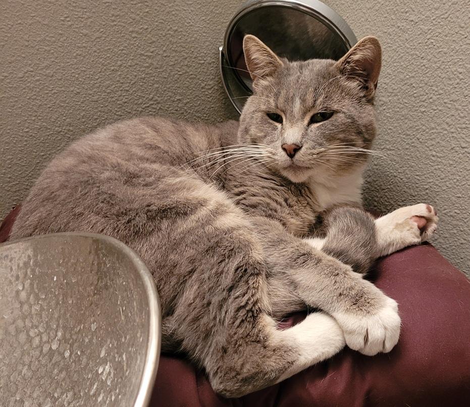 Enlarge Blue Timber, an adopted Domestic Short Hair in Portland, OR image 1/1