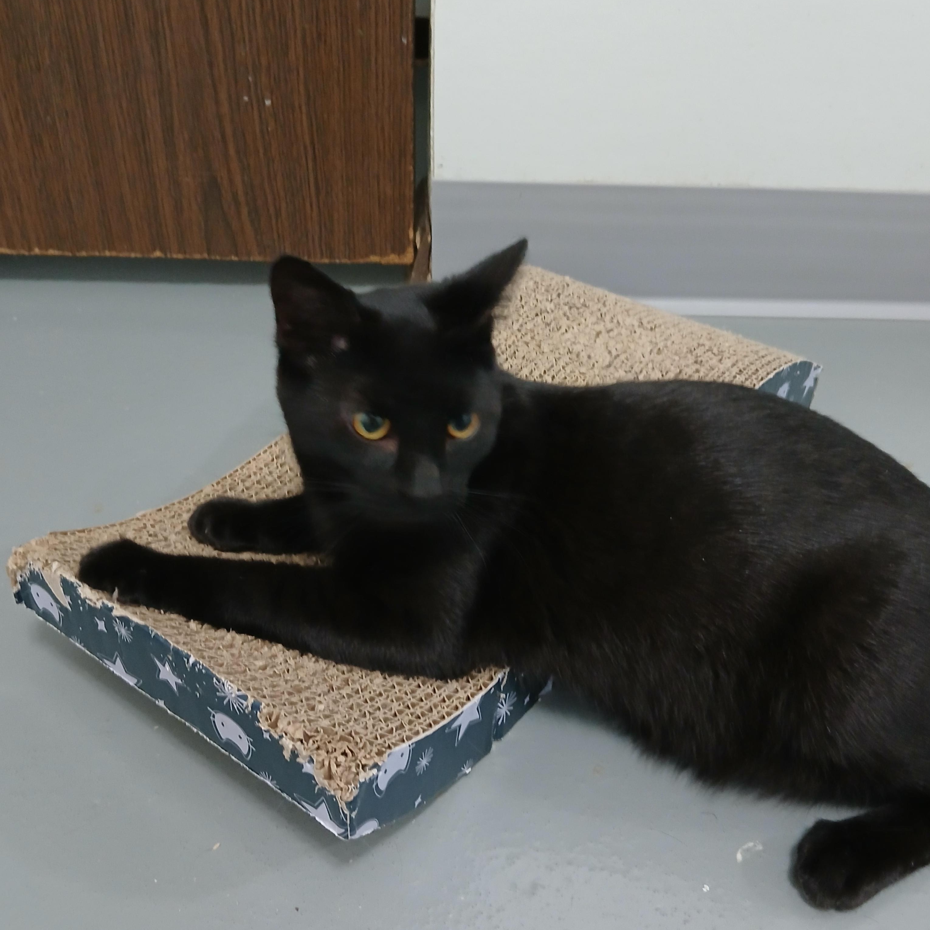 Binx, ADOPTABLE, Kitten Male American Shorthair.