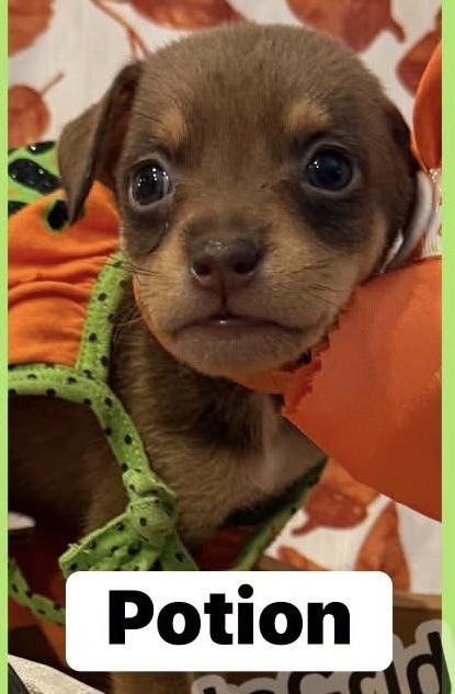 Enlarge Potion, a Adoptable mixed breed in Scranton, PA image 1/1