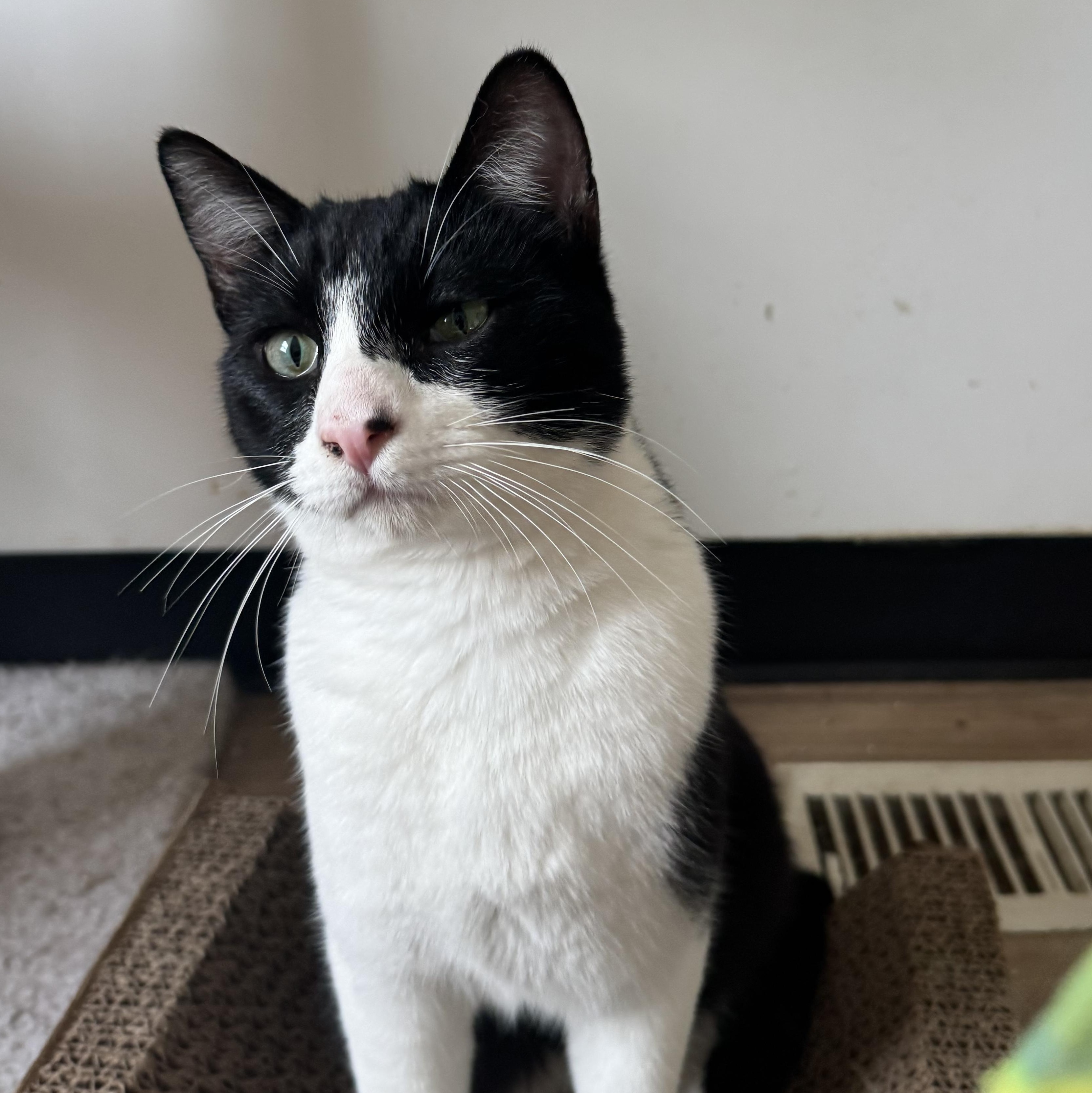 Bandit, Adoptable, Adult Male Domestic Short Hair.