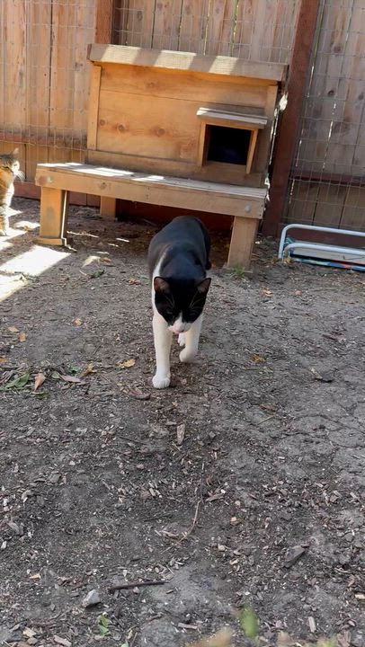 Enlarge Bandit, a Adoptable Domestic Short Hair in Tracy, CA video 4/4