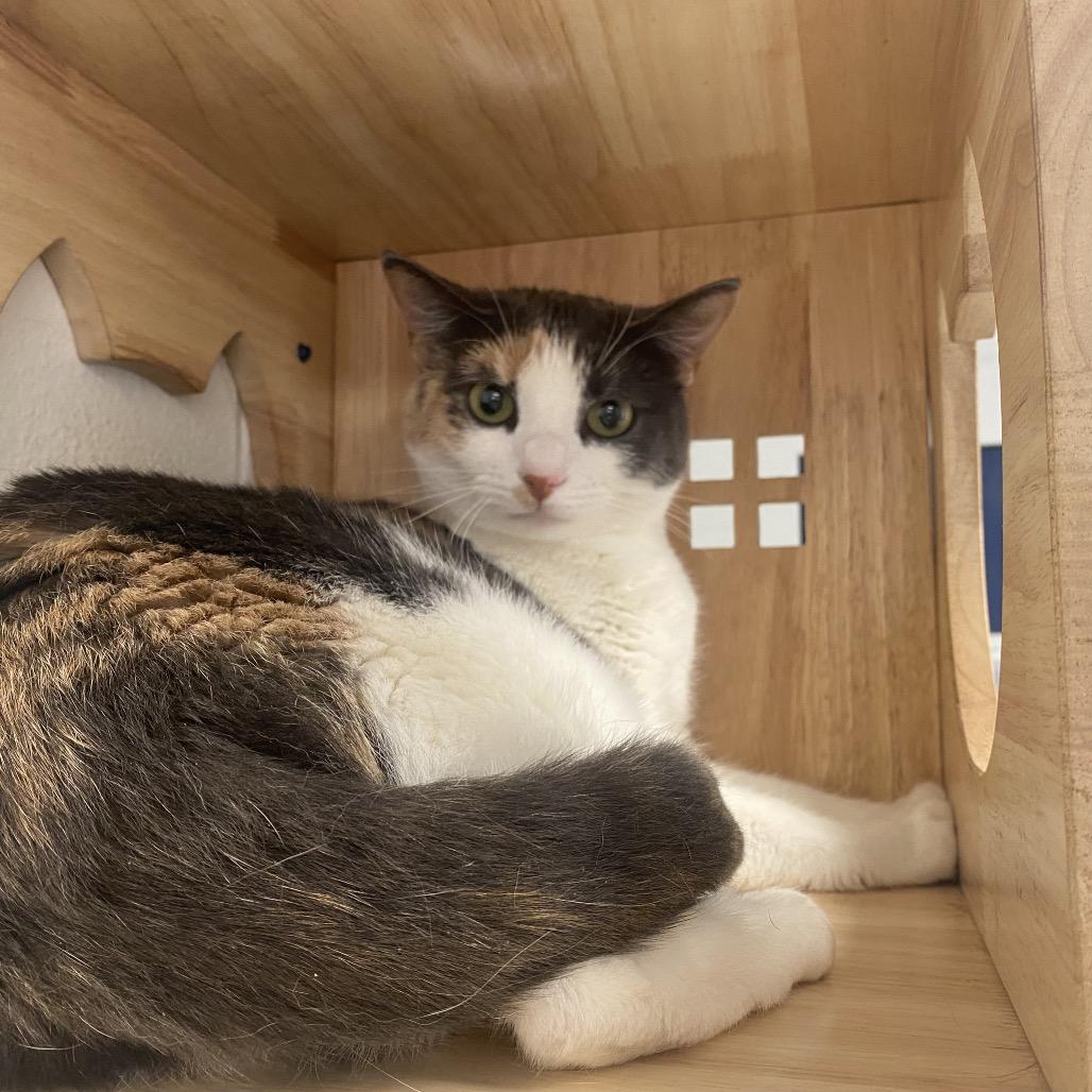 Odell, Adoptable, Adult Female Domestic Short Hair.