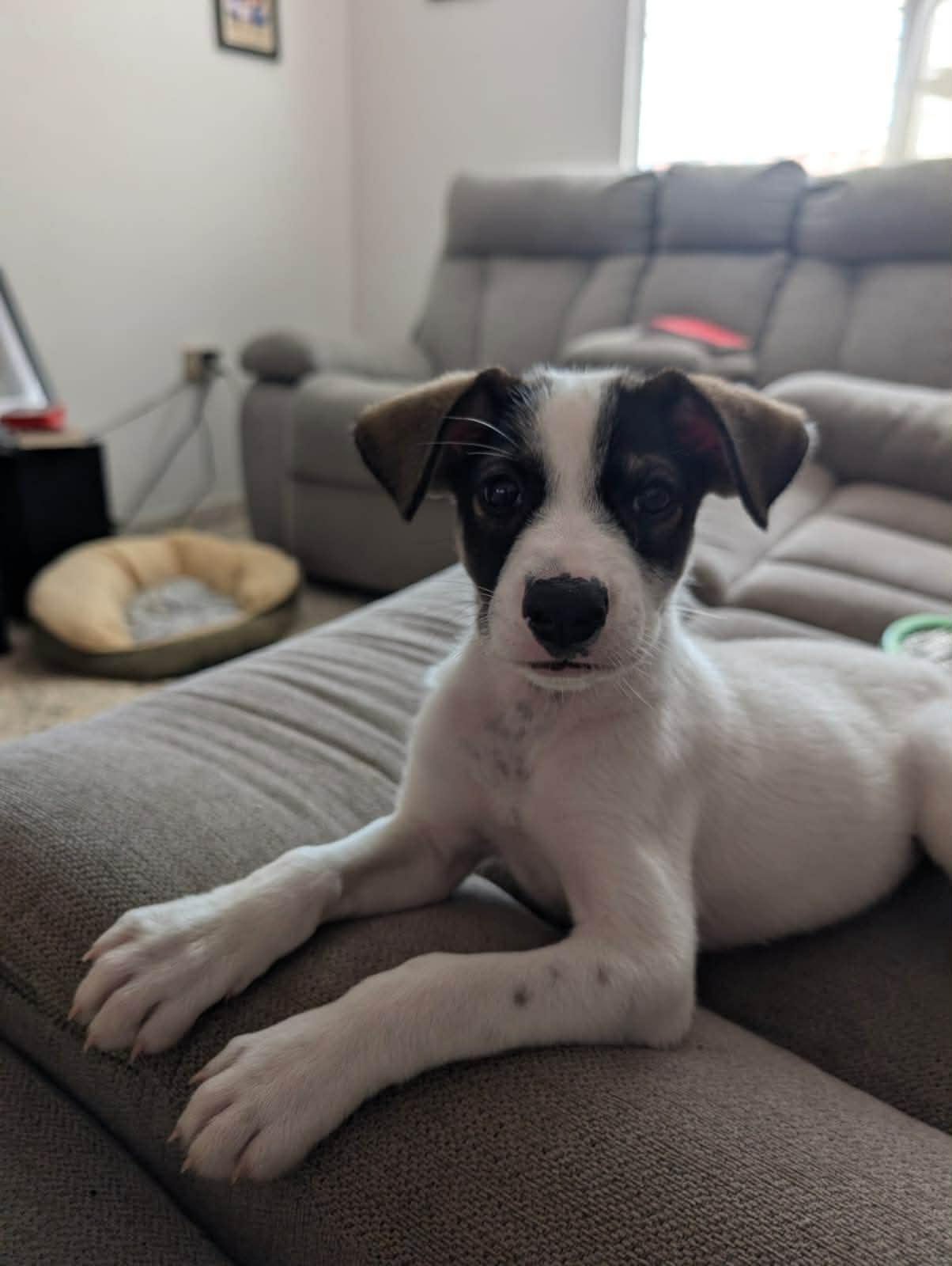 Chicho , a ADOPTABLE mixed breed in New York, NY image 2/6