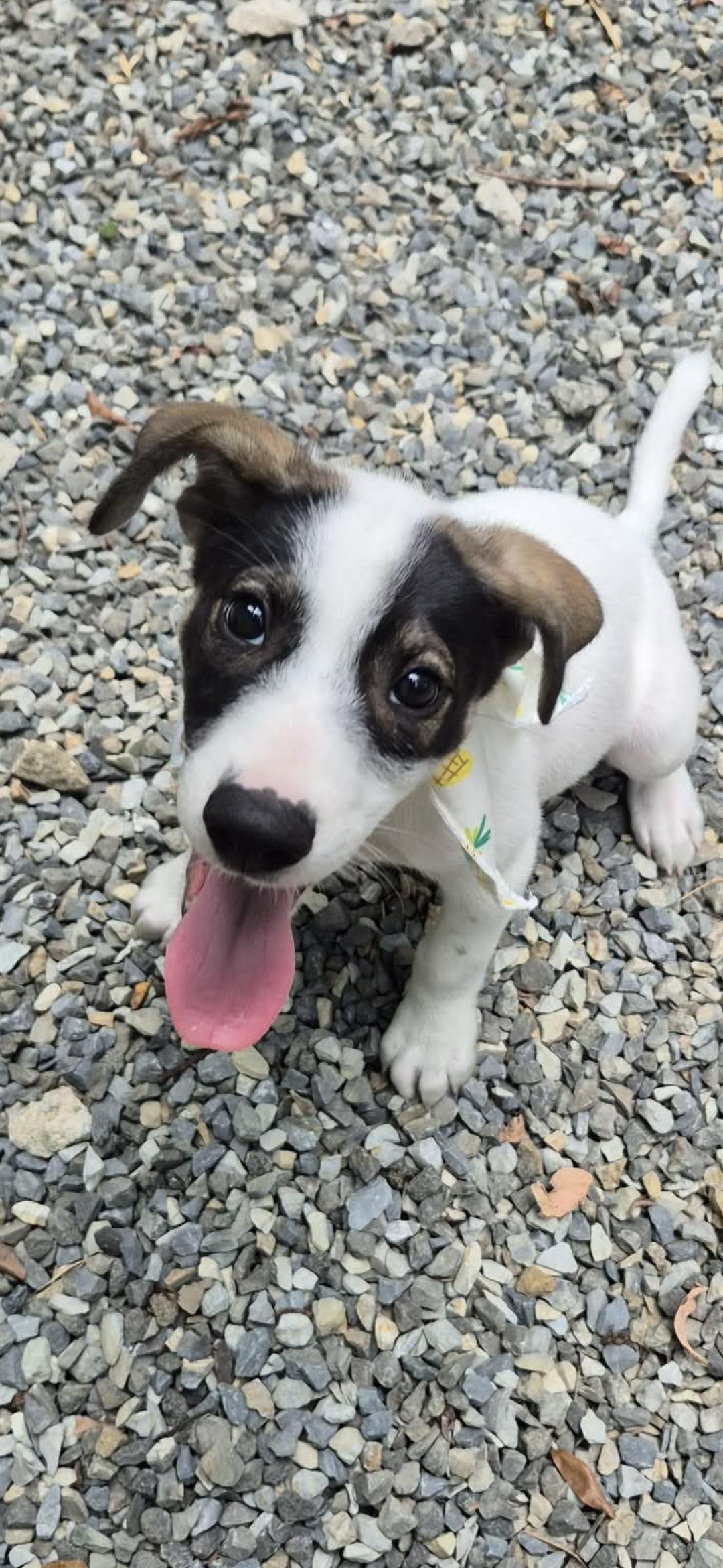 Chicho , a ADOPTABLE mixed breed in New York, NY image 3/6