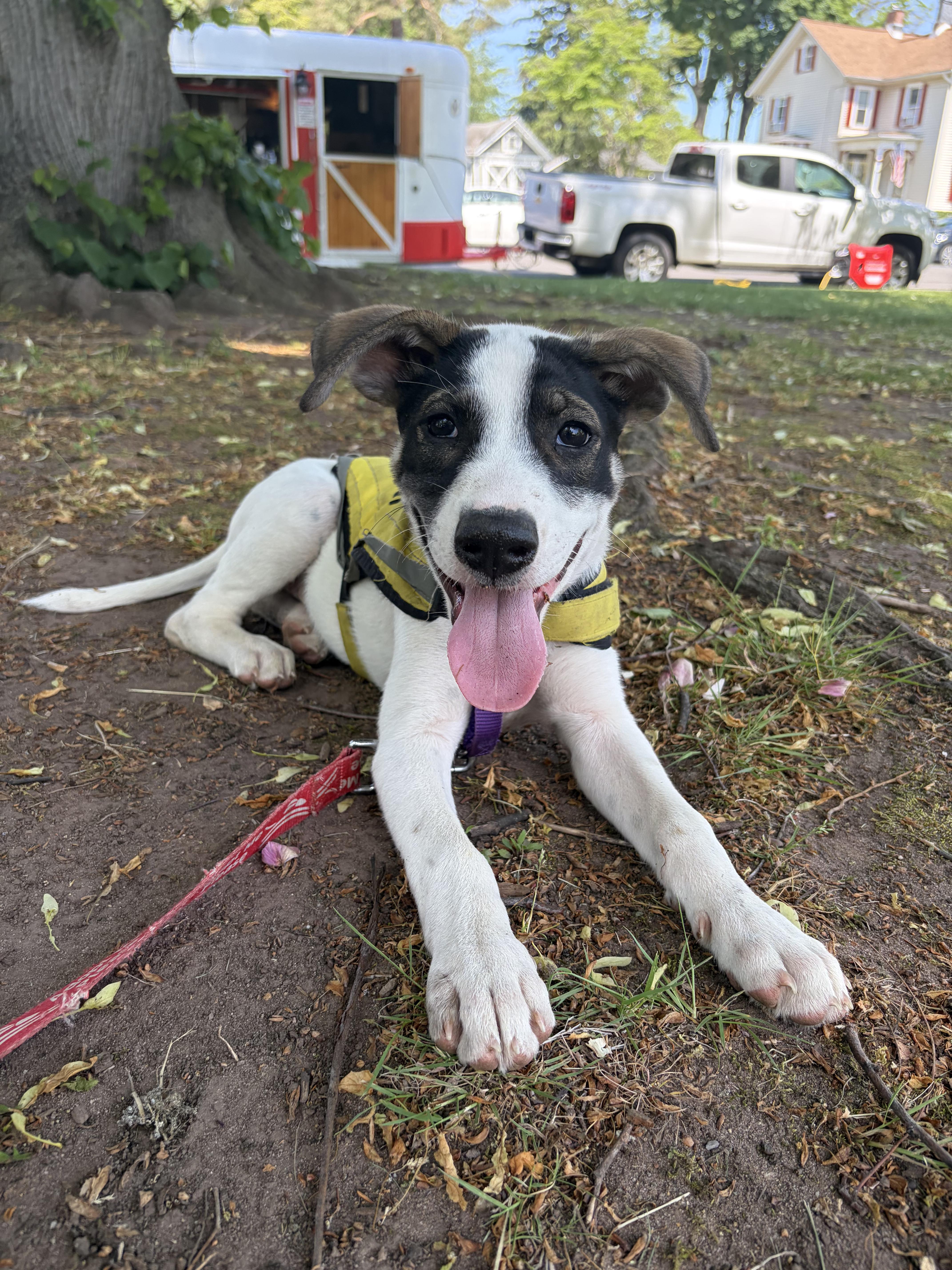 Chicho , a ADOPTABLE mixed breed in New York, NY image 6/6