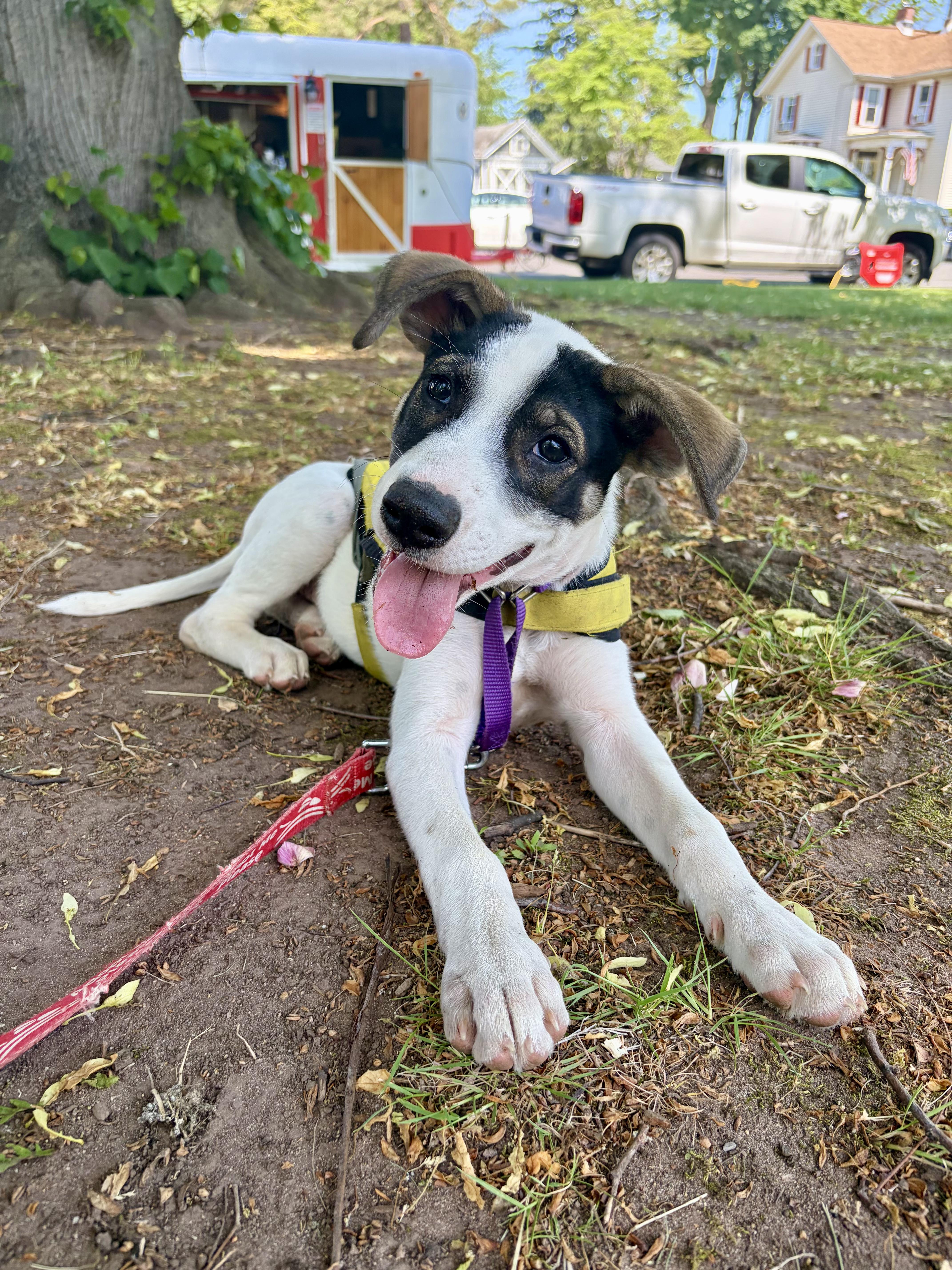 Chicho , a ADOPTABLE mixed breed in New York, NY image 1/6