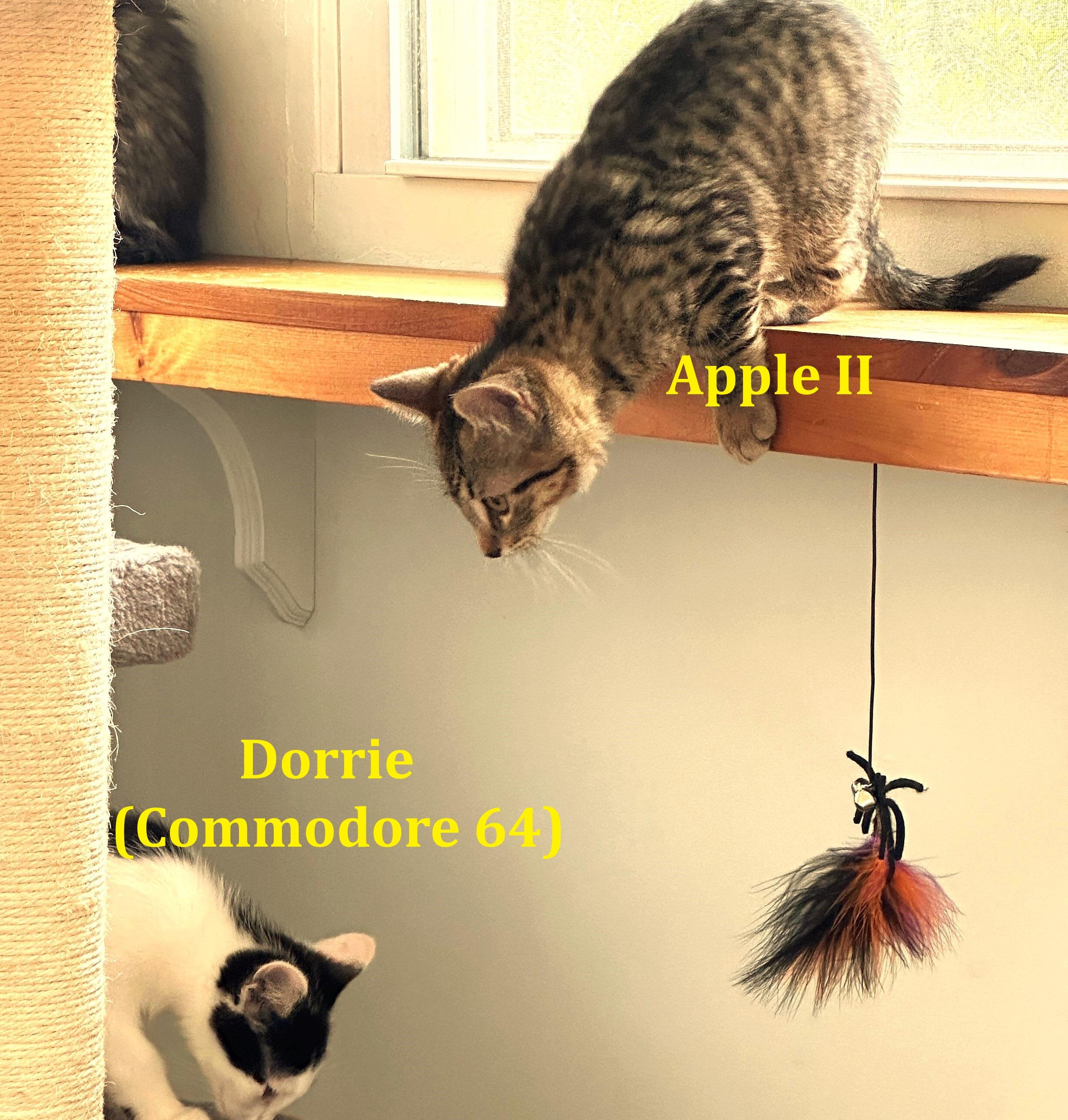 Apple Ii thumbnail 3