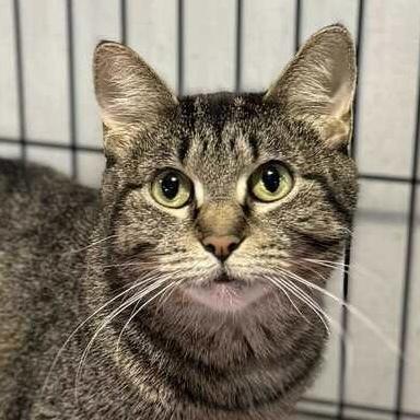 Chipie, Adoptable, Young Female Domestic Short Hair.