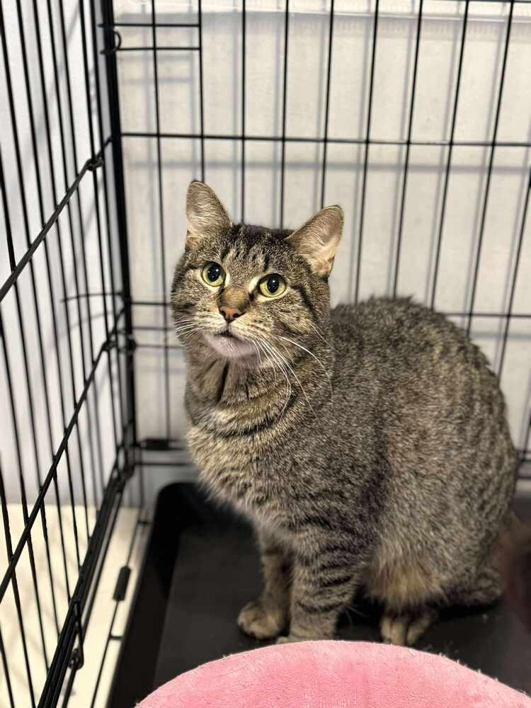 Chipie, a Adoptable Domestic Short Hair in Chicago, IL image 4/4