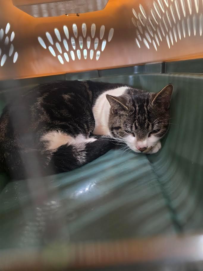 Enlarge Ivan, a Adoptable mixed breed in Glenfield, NY image 2/4