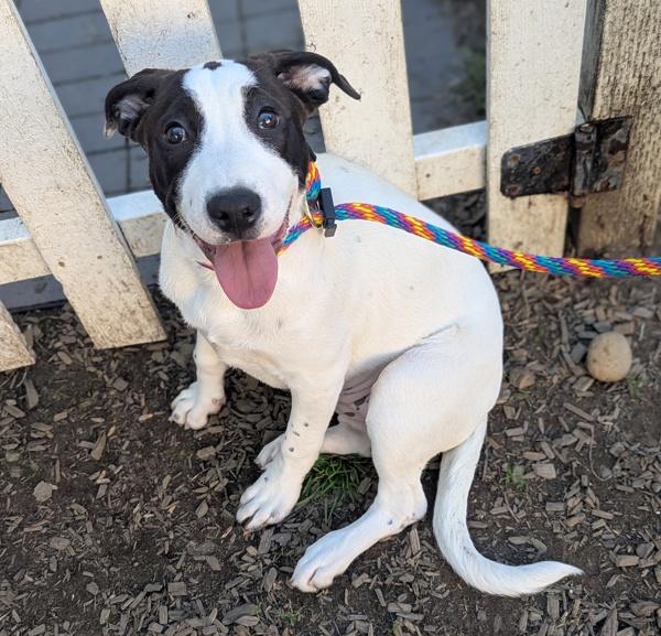Hello Kitty, Adoptable, Young Female Mixed Breed.