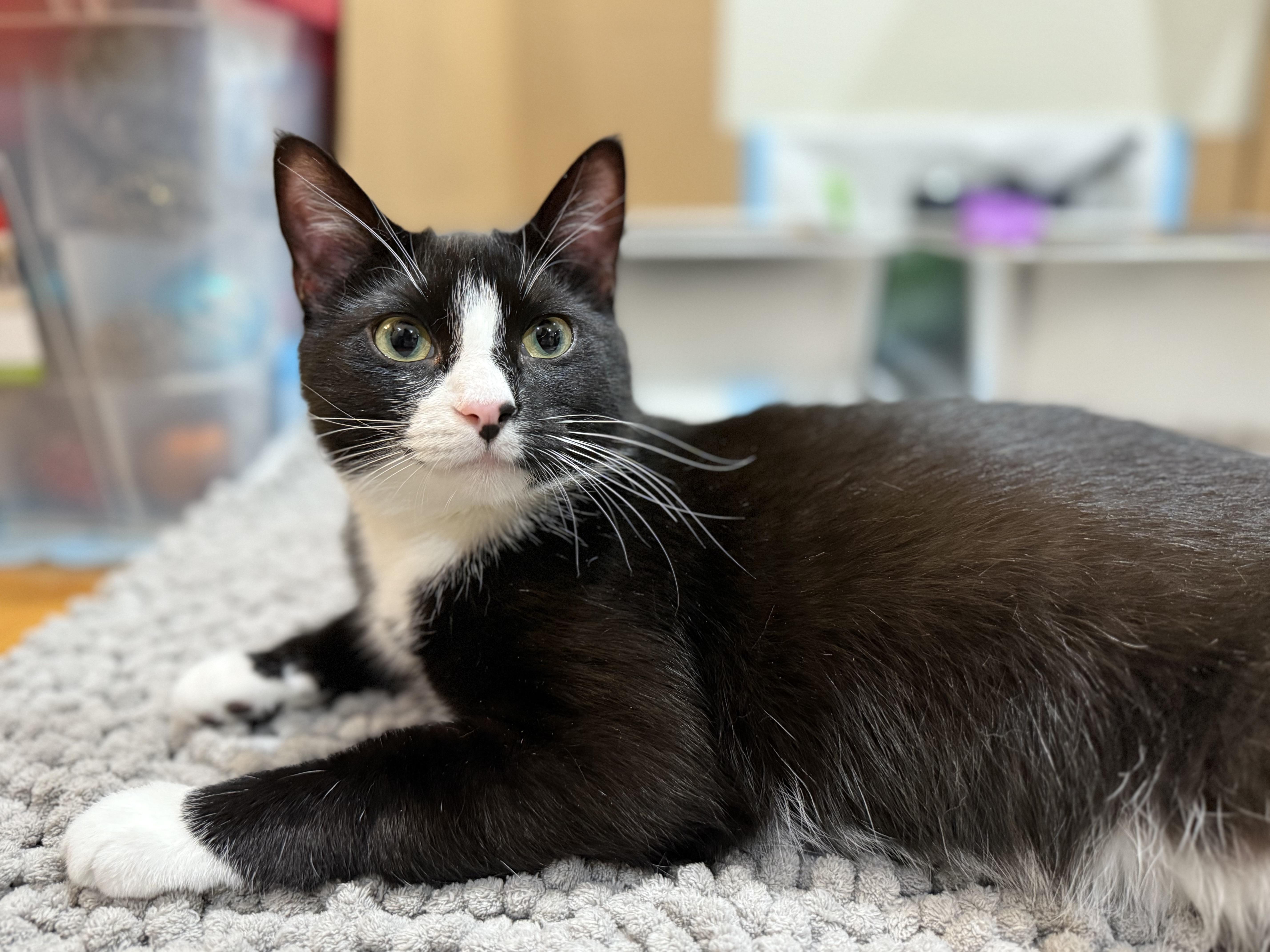 Maddie, Adoptable, Young Female Domestic Short Hair.