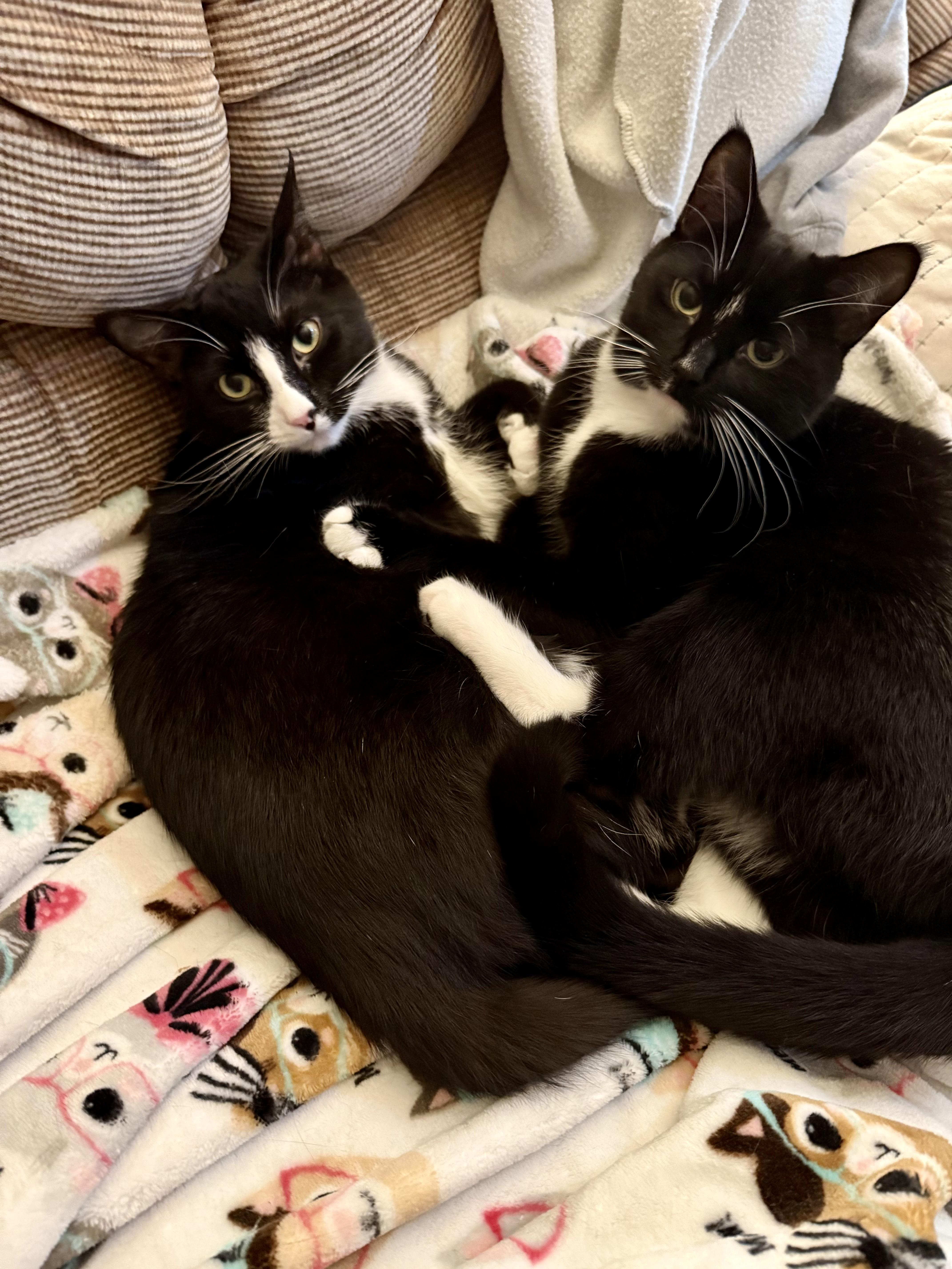 Enlarge Maddie, a Adoptable mixed breed in Reeseville, WI image 4/4