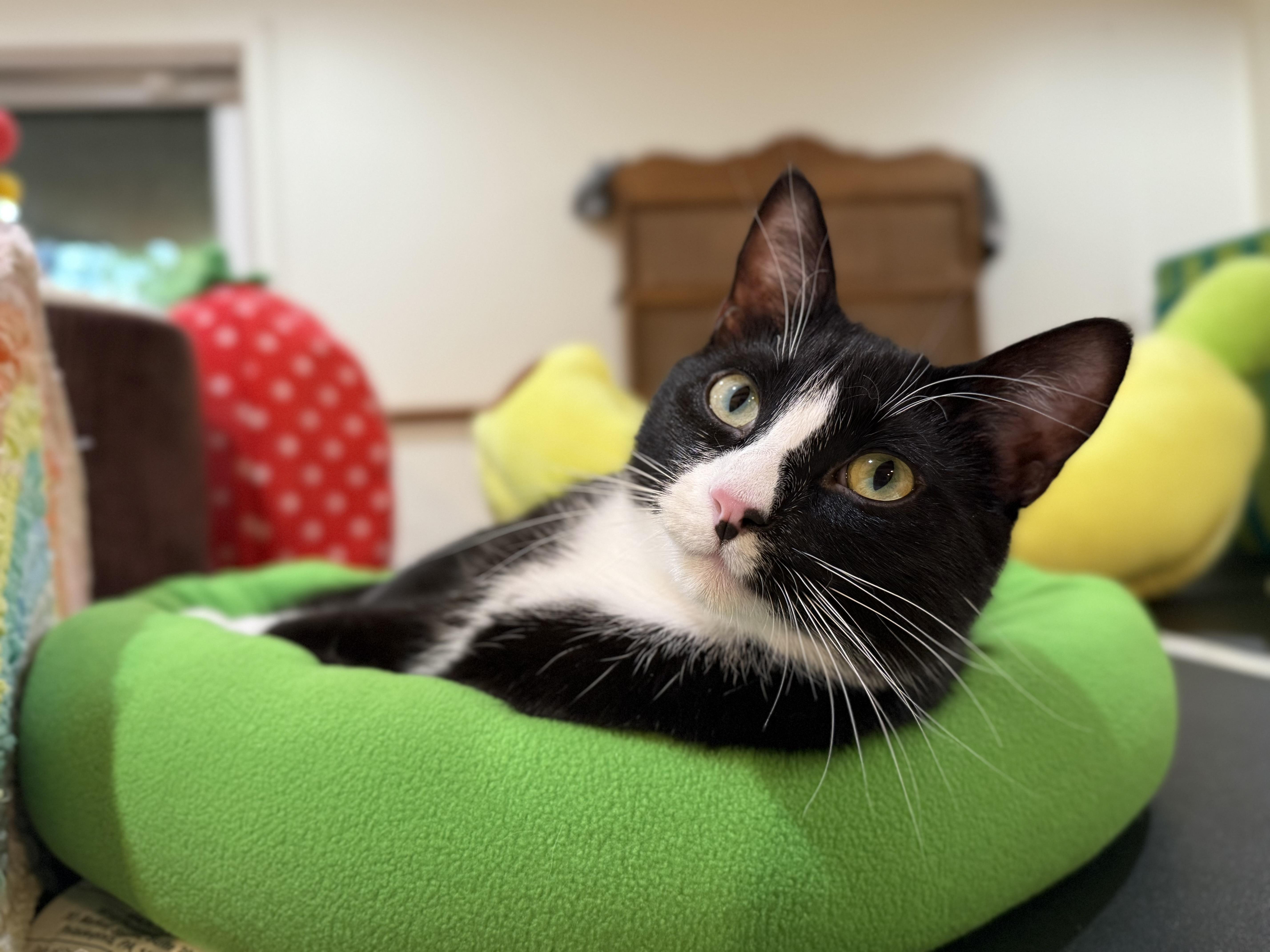 Enlarge Maddie, a Adoptable mixed breed in Reeseville, WI image 2/4