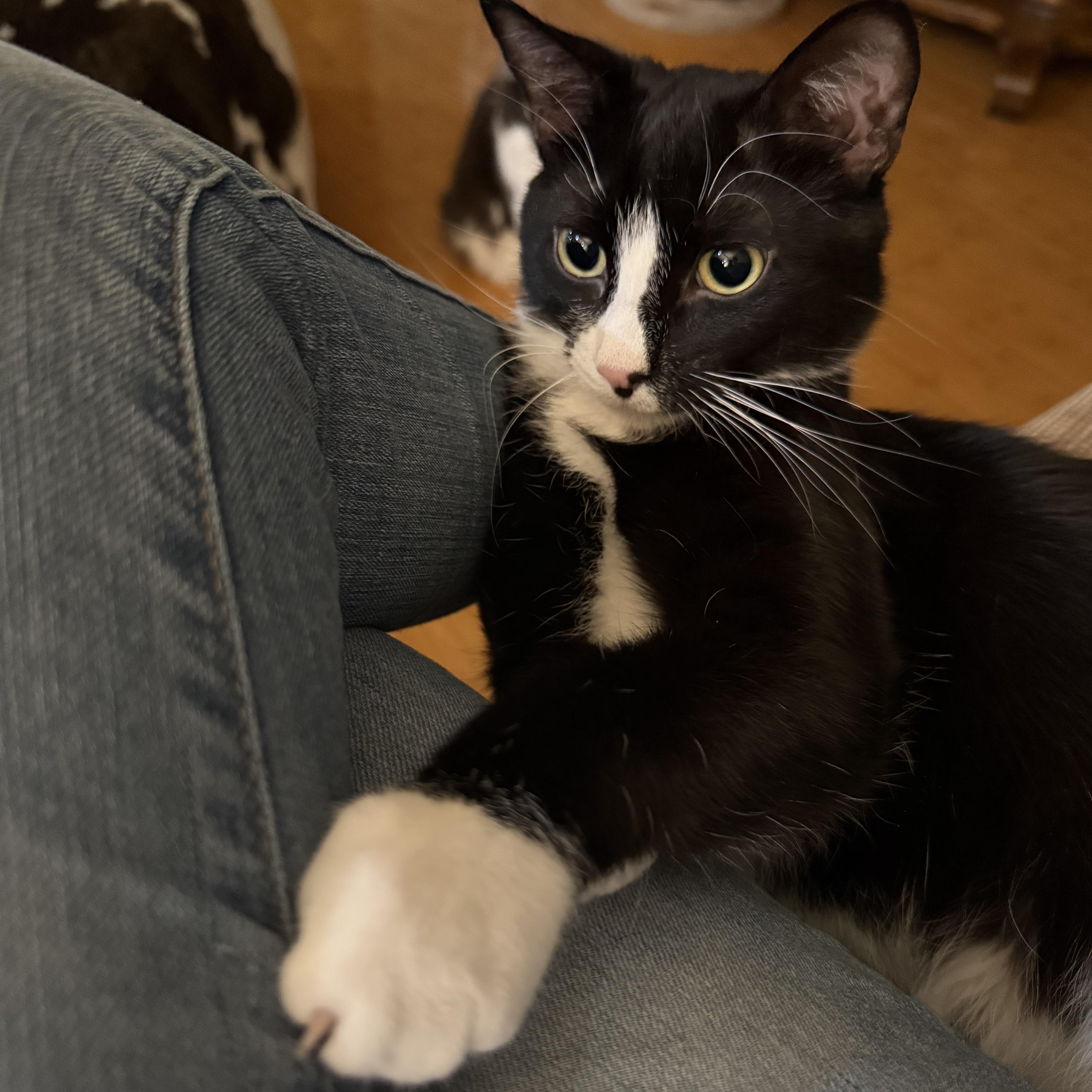 Enlarge Maddie, a Adoptable mixed breed in Reeseville, WI image 3/4